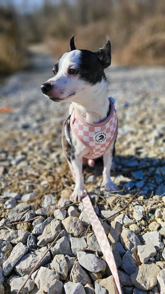 Check Me Out Adjustable Harness