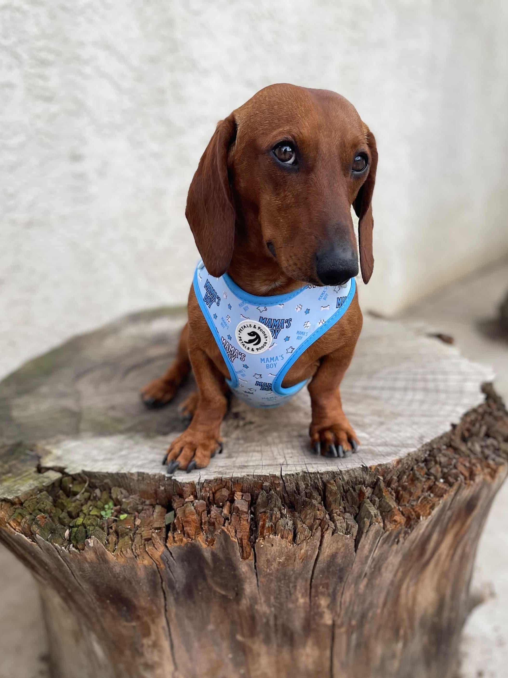 Mama's Boy Adjustable Harness