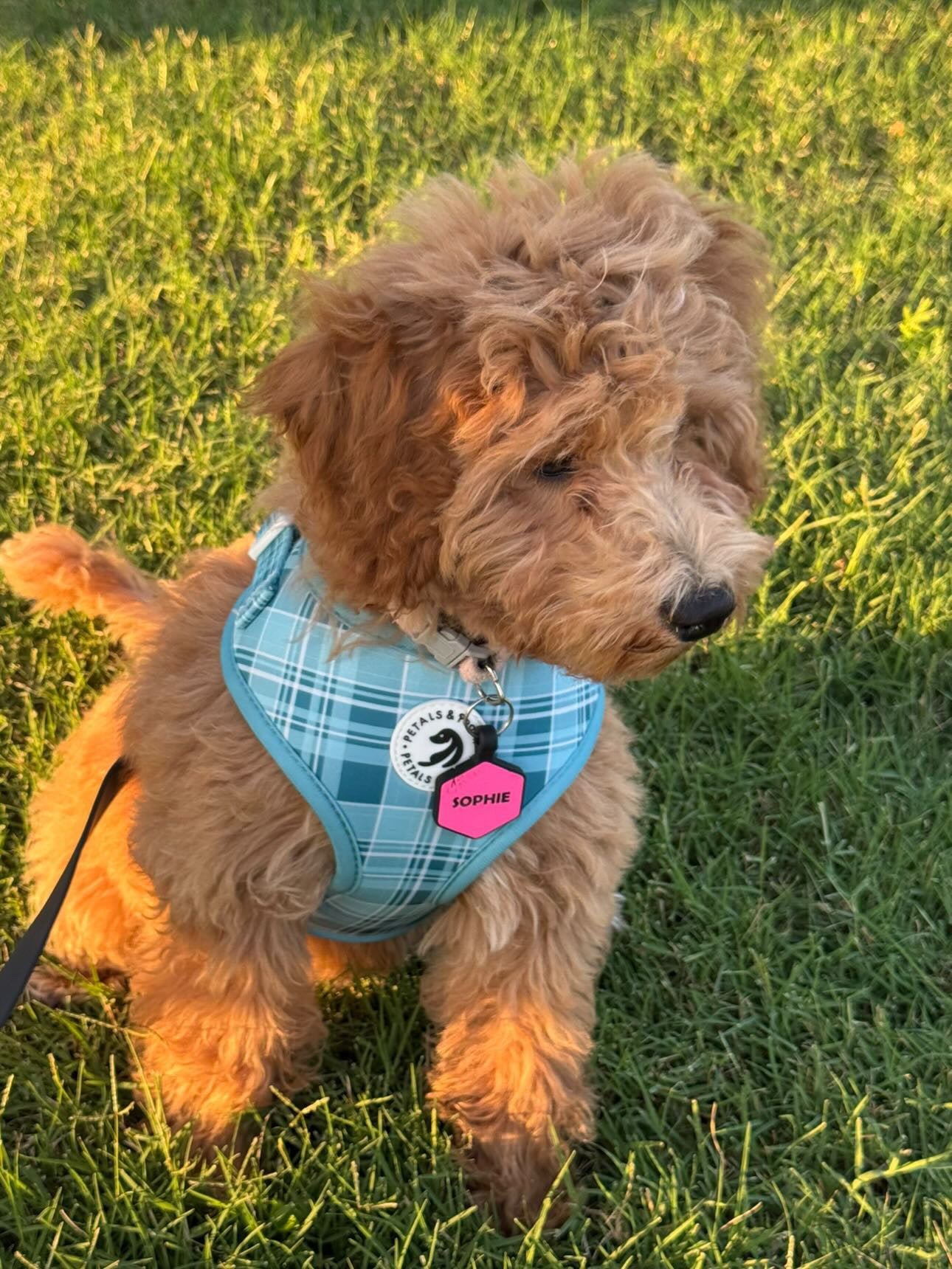 Coastal Plaid Adjustable Harness