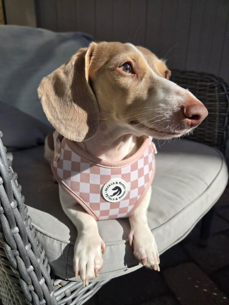Check Me Out Adjustable Harness