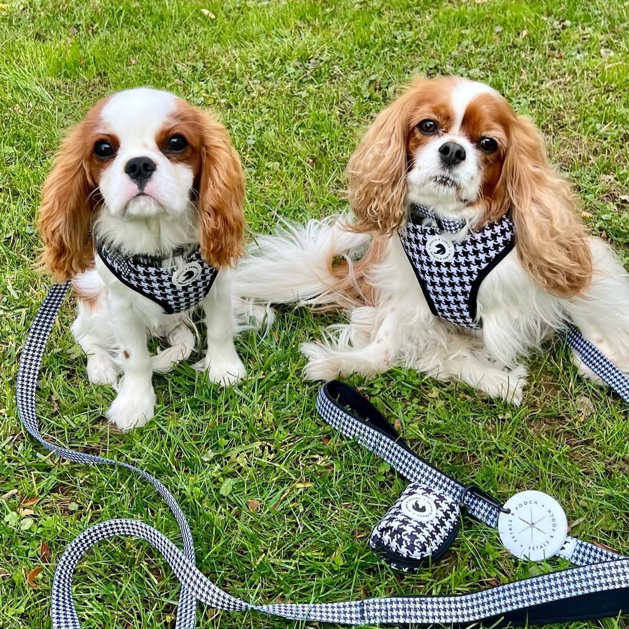 PuppyTooth Adjustable Harness