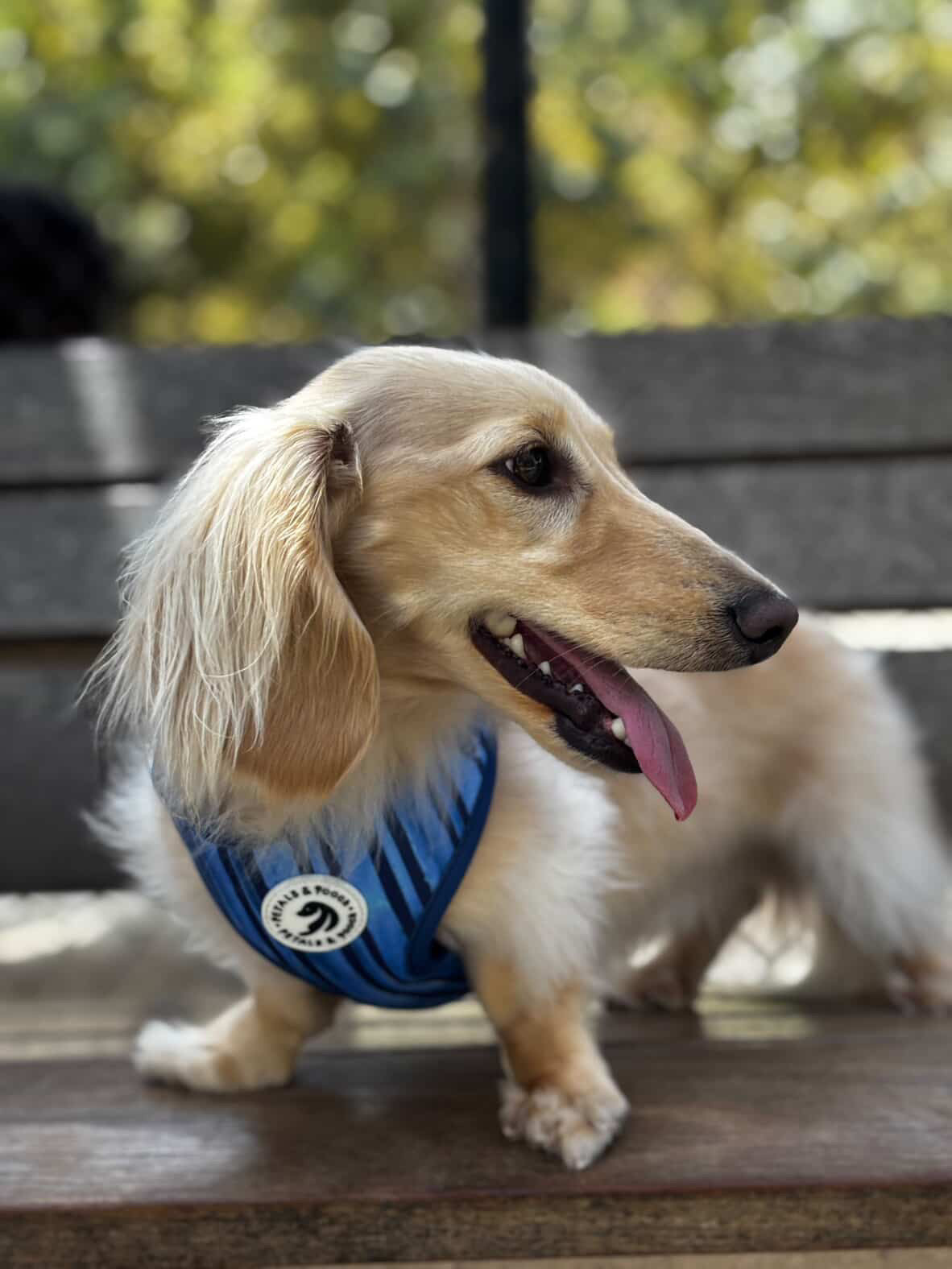 Lake Como Adjustable Harness
