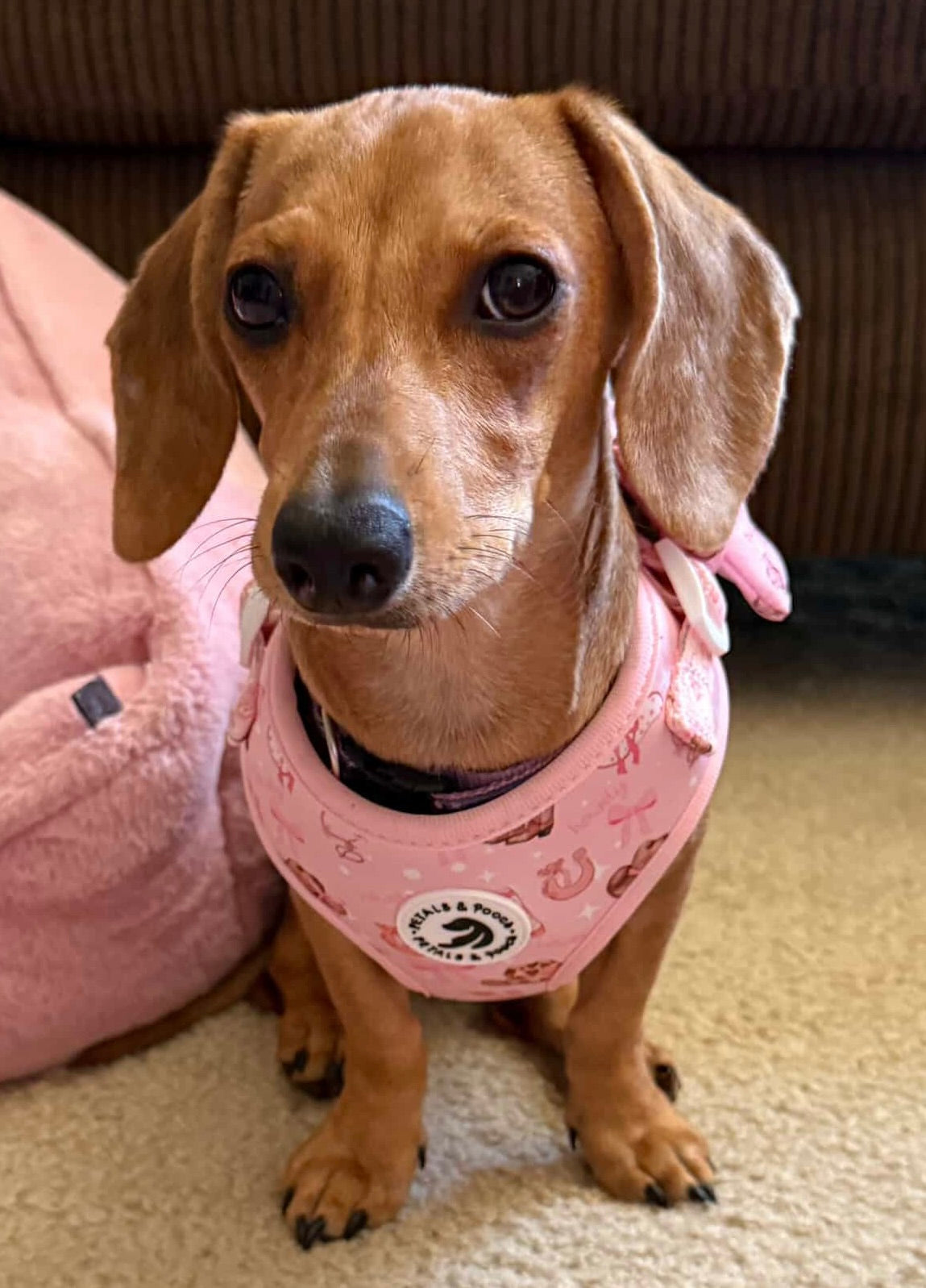Giddy Pup Adjustable Harness