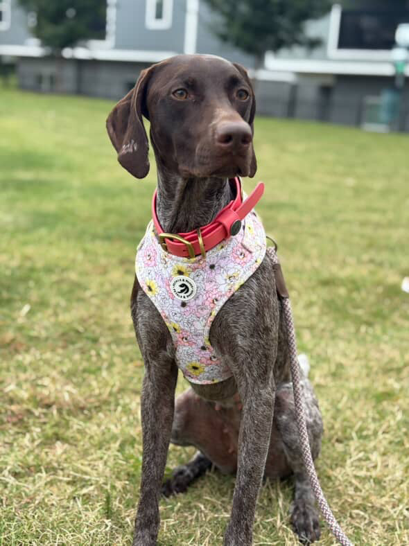 Blooming Adjustable Harness