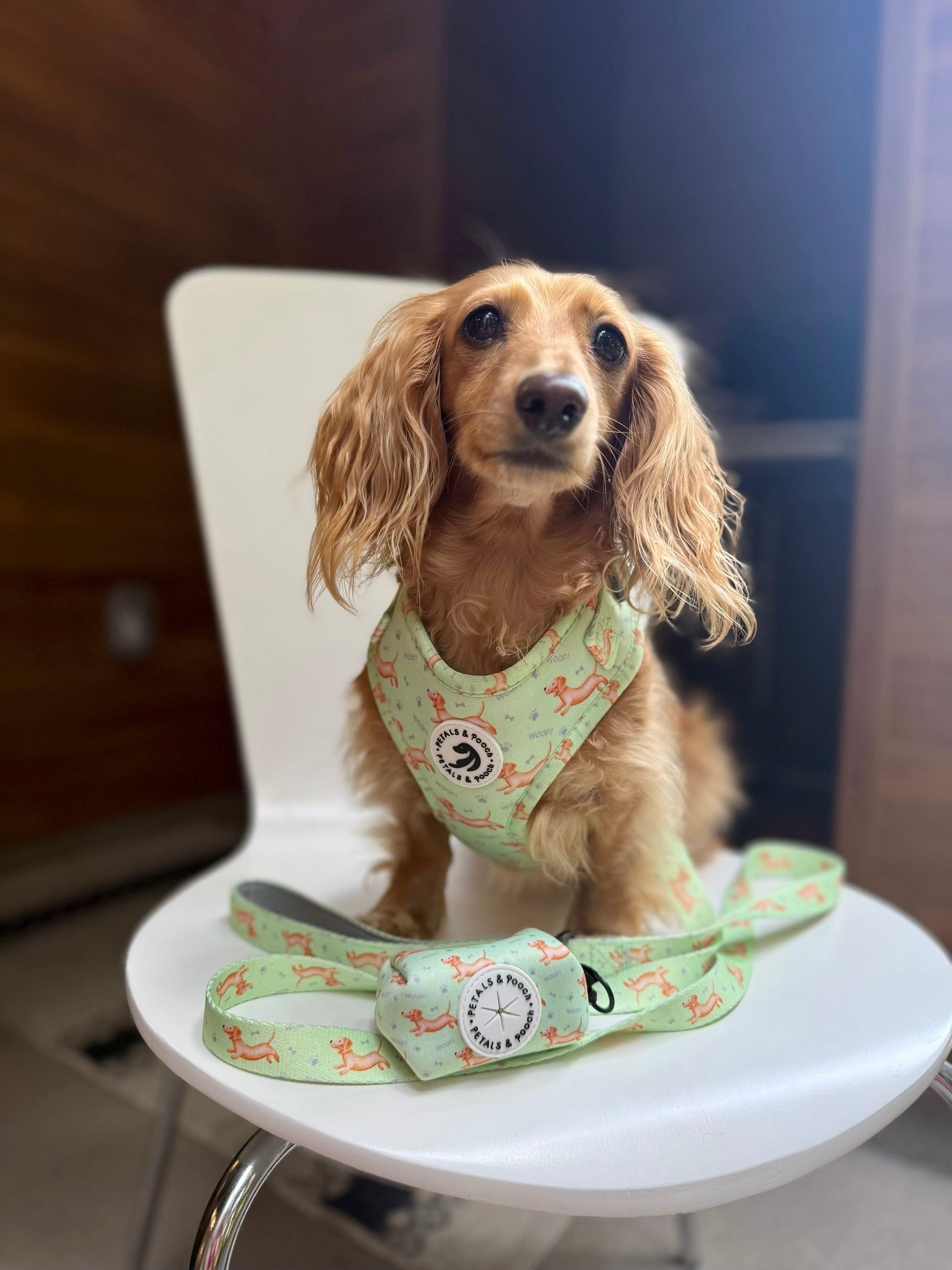 Doxie's On The Go Adjustable Harness