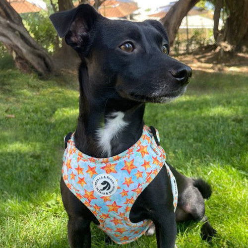 Stella Adjustable Harness