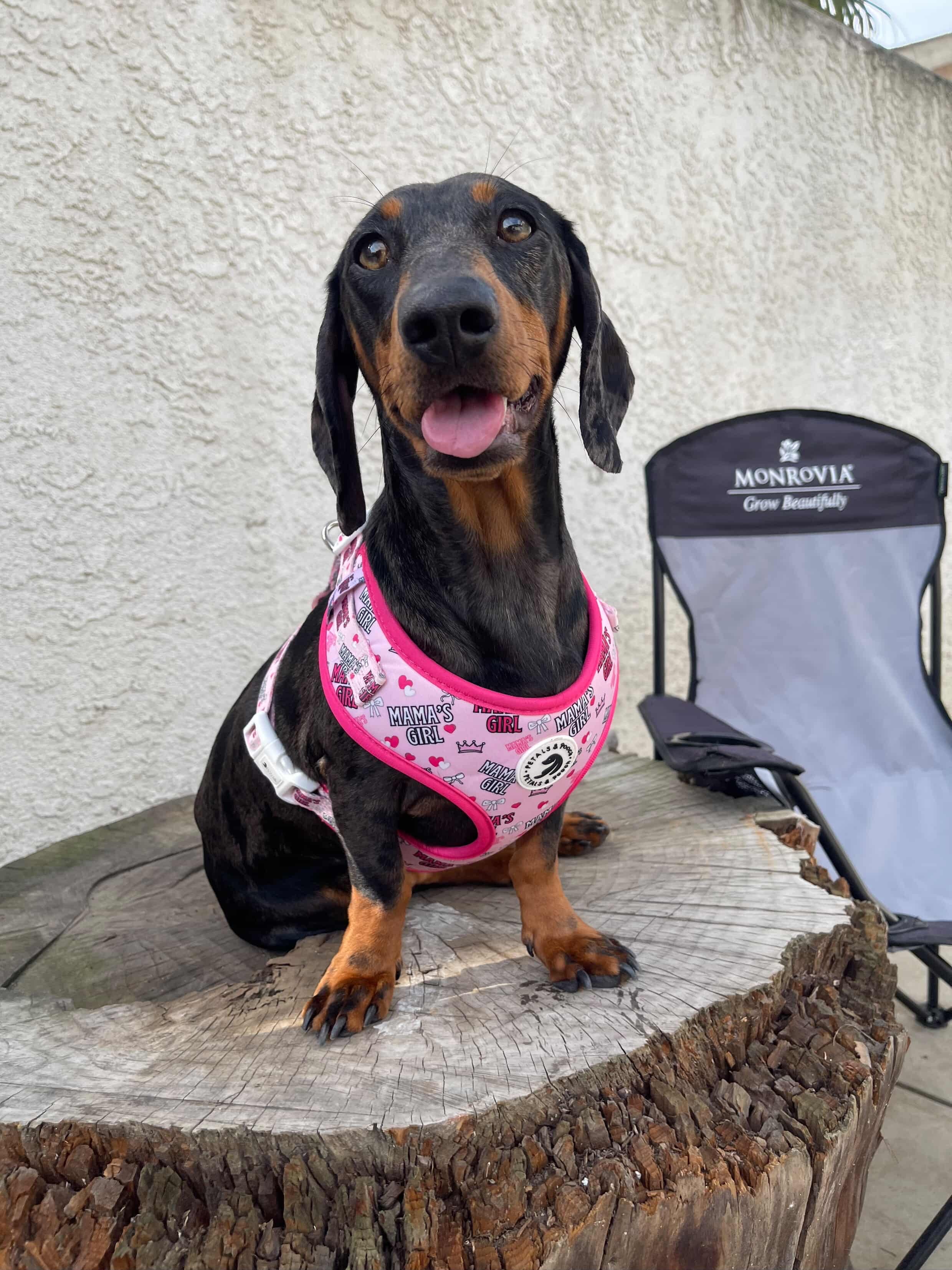 Mama's Girl Adjustable Harness