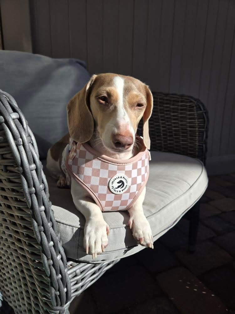 Check Me Out Adjustable Harness