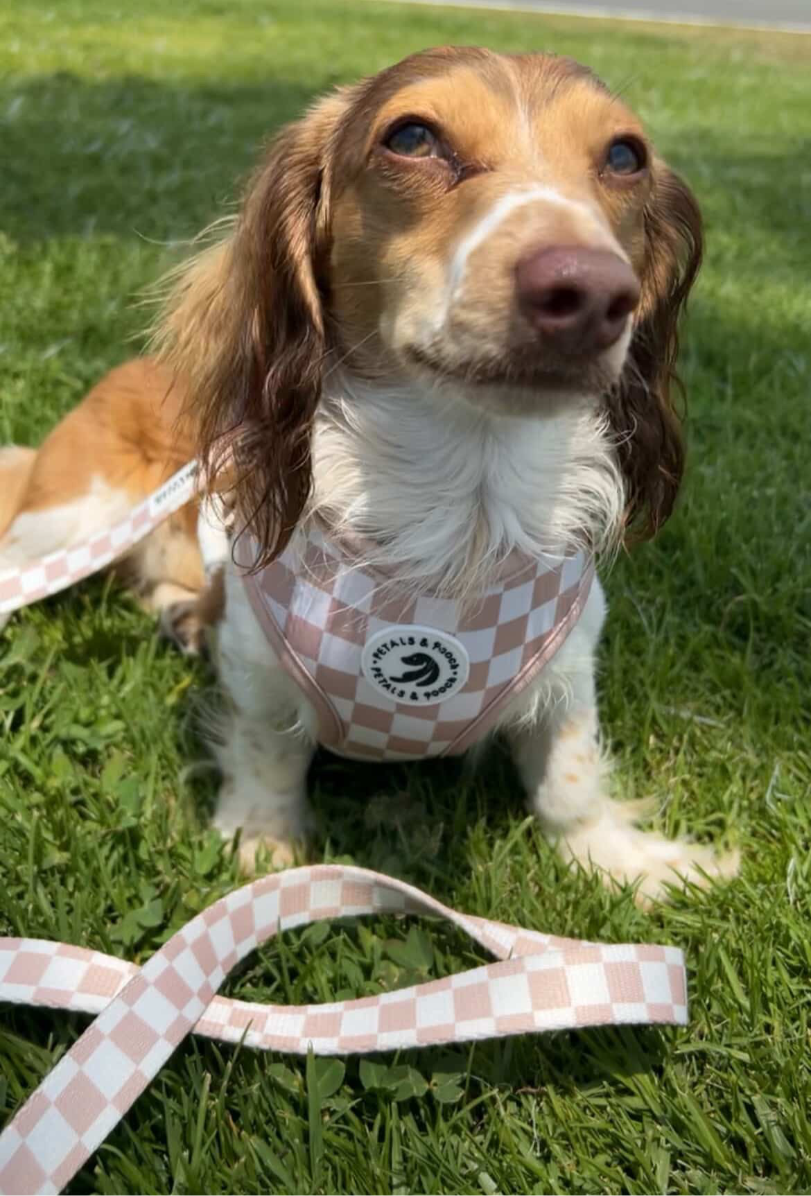 Check Me Out Adjustable Harness
