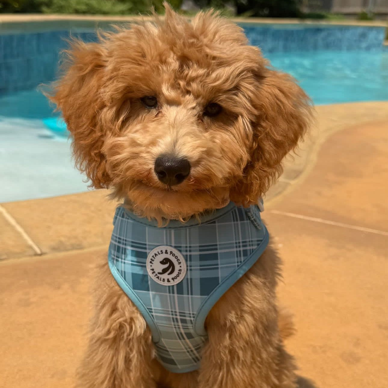 Coastal Plaid Adjustable Harness