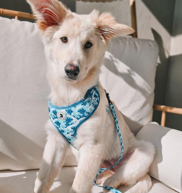 Nalu Adjustable Harness