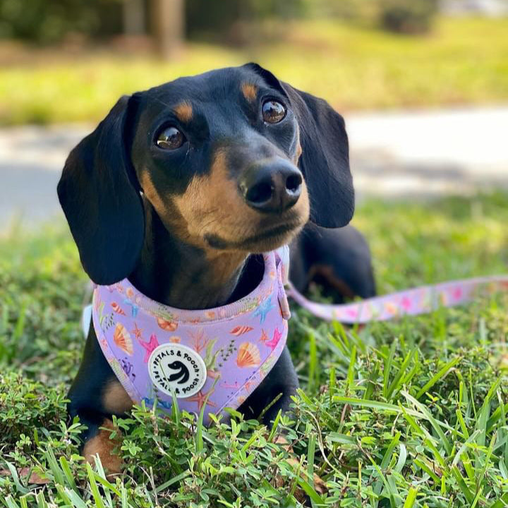 Lavender Shores Adjustable Harness