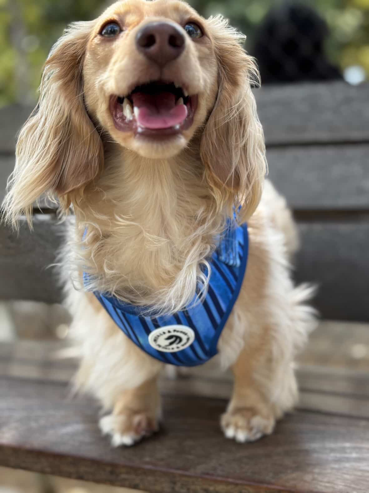 Lake Como Adjustable Harness