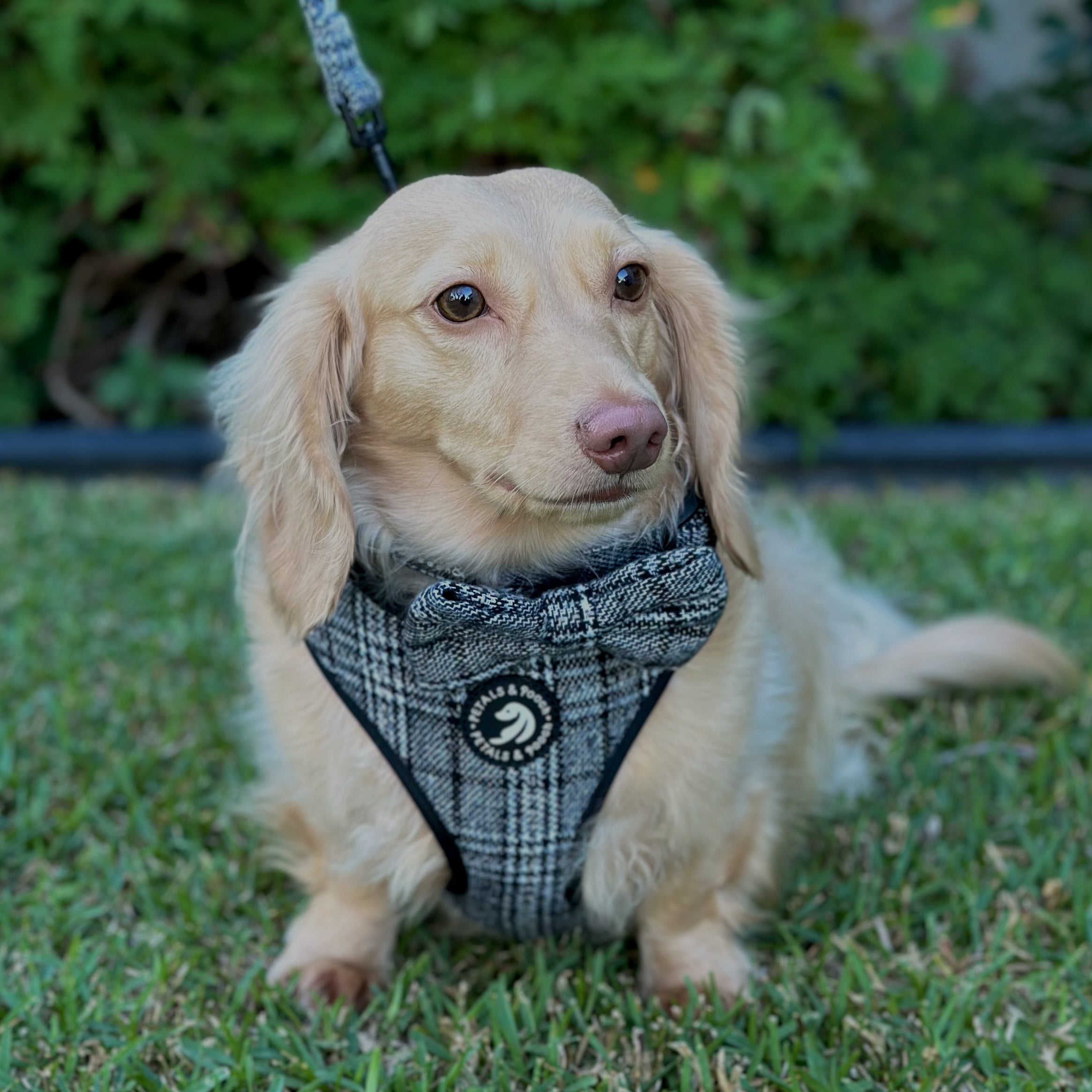 The Grant Adjustable Harness