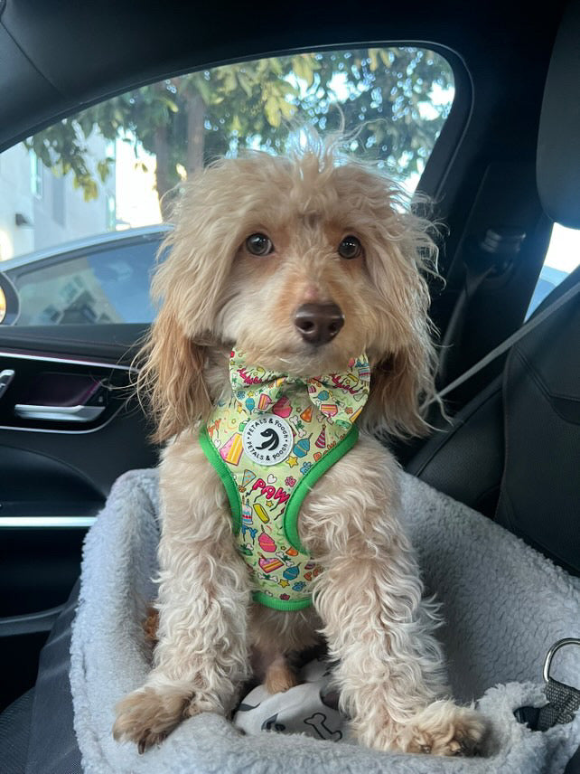 It’s My Pawty Adjustable Harness