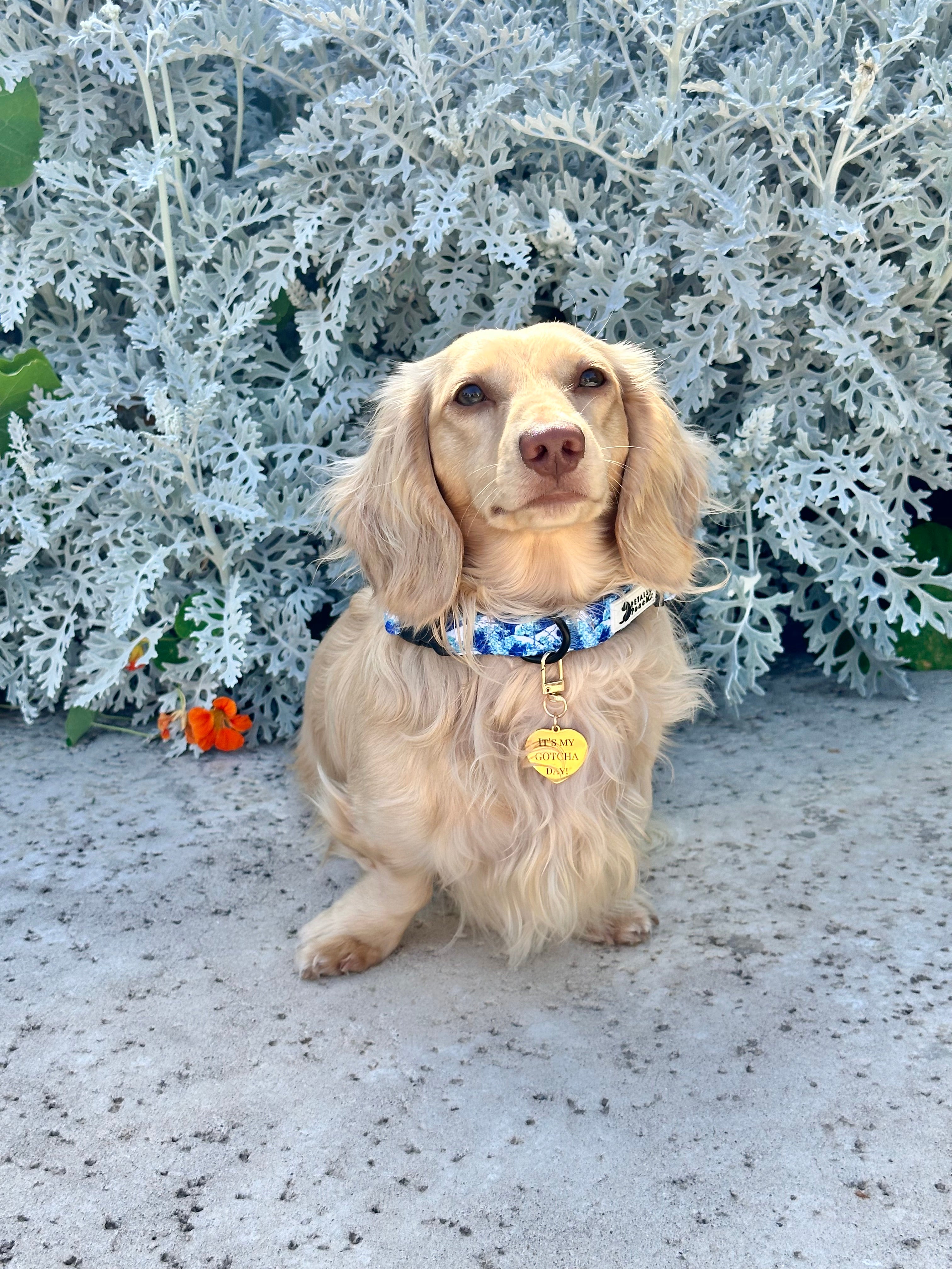 It's My Gotcha Day Charm