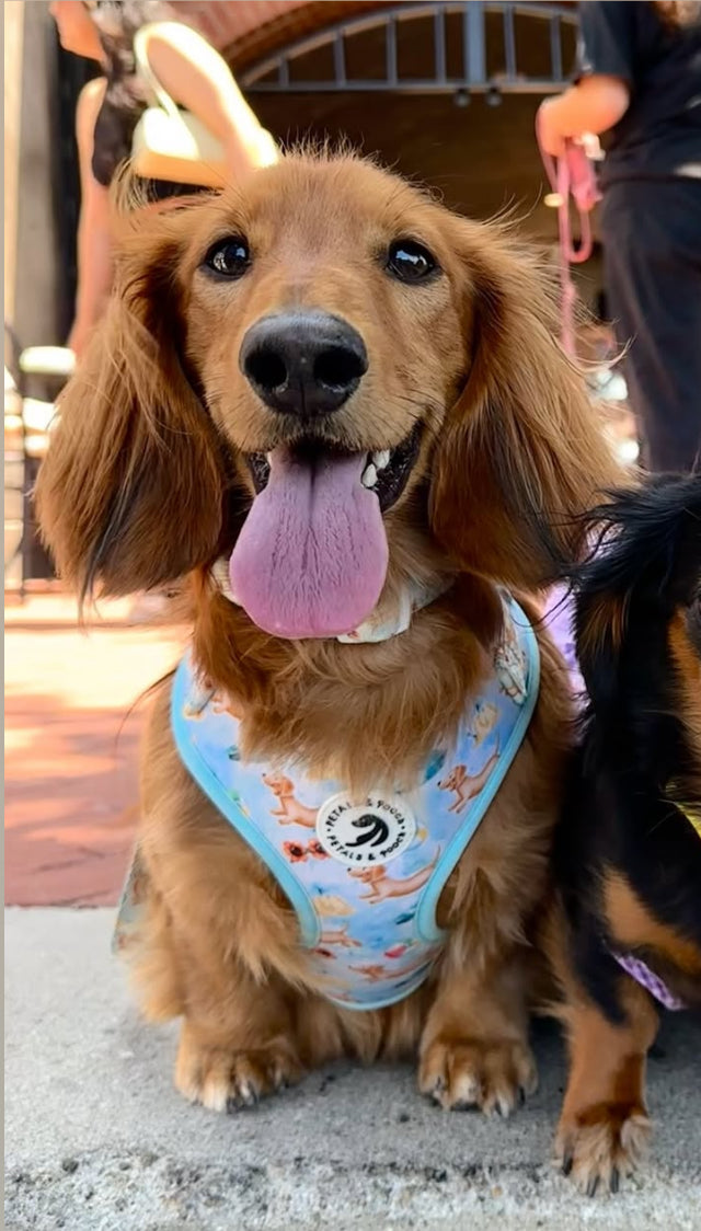 Doxie's At The Beach Adjustable Harness