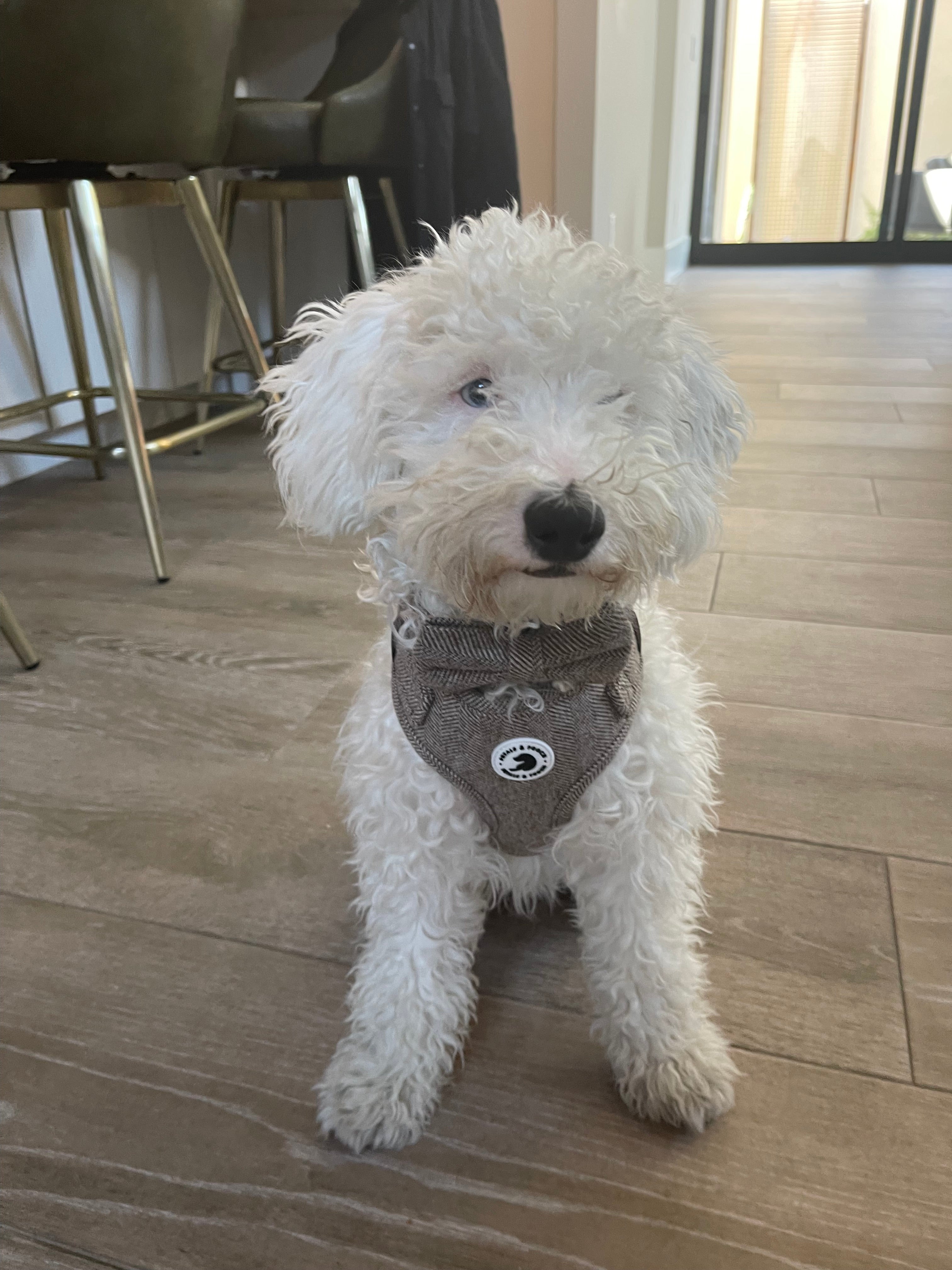 Harris Adjustable Harness