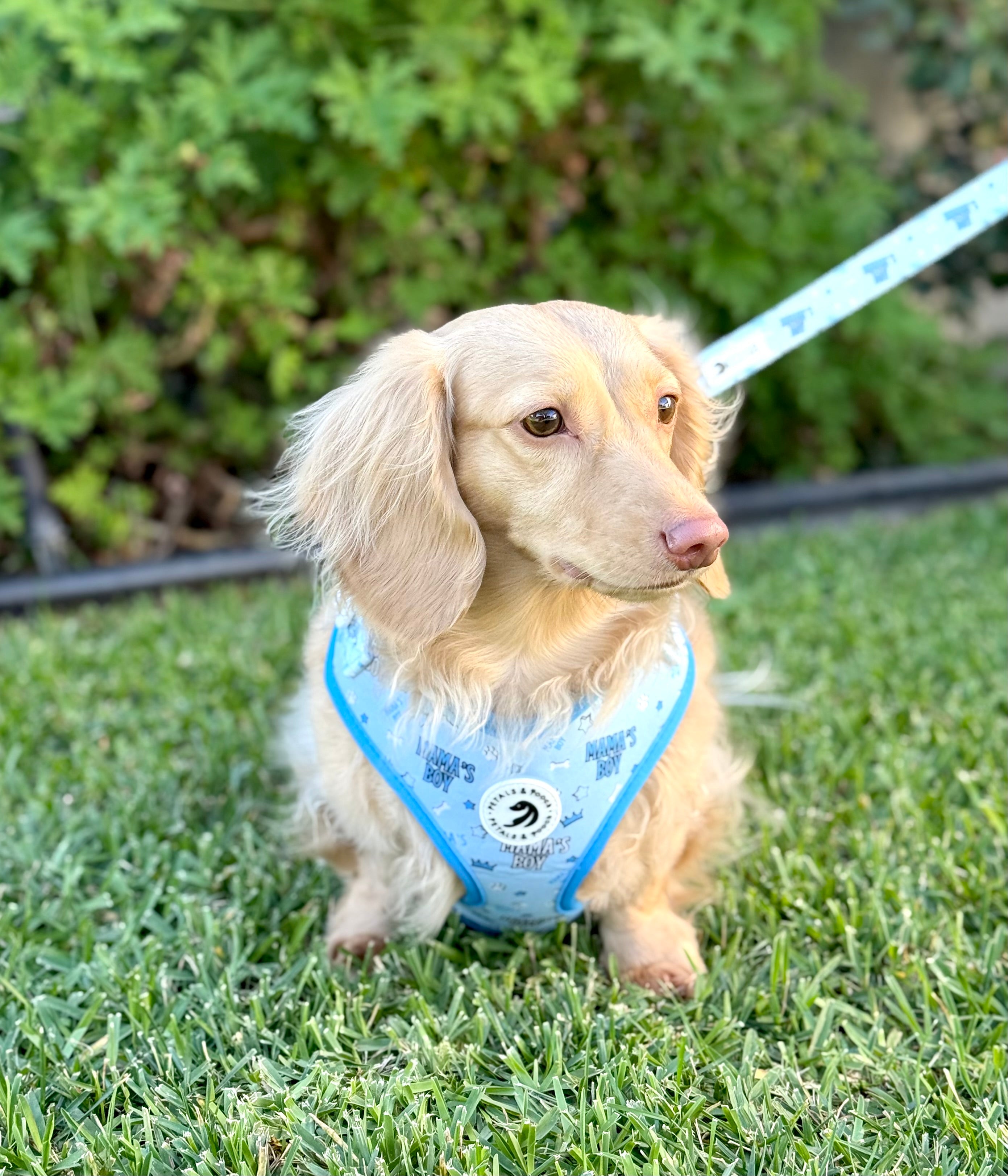 Mama's Boy Adjustable Harness