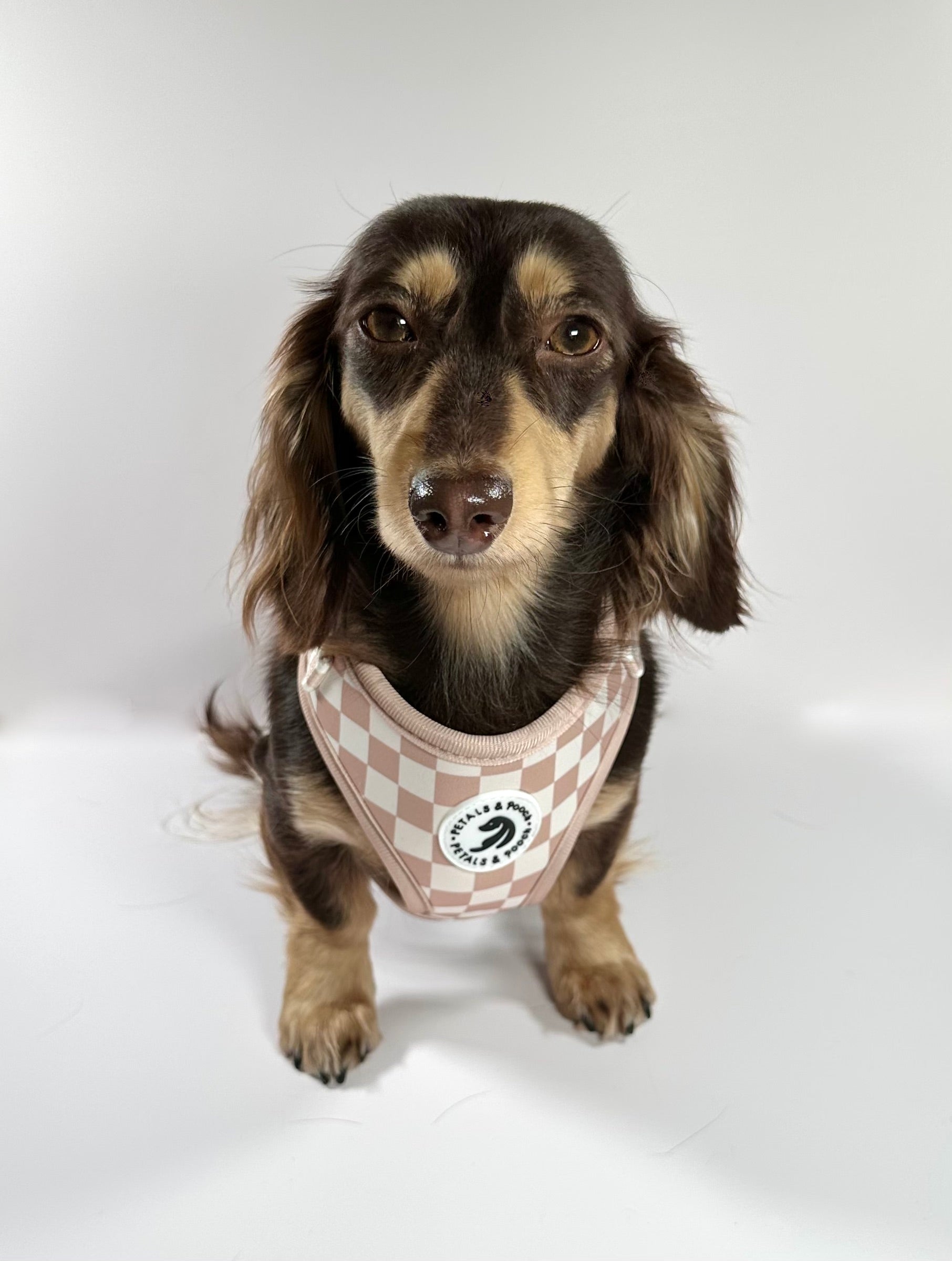 Check Me Out Adjustable Harness