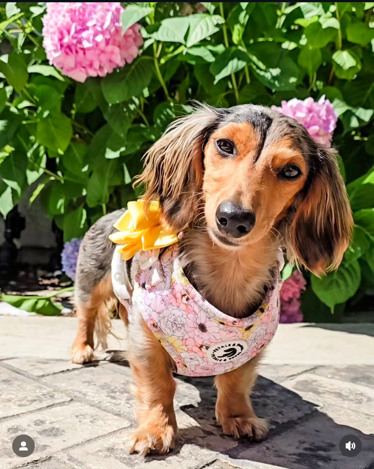 Blooming Adjustable Harness