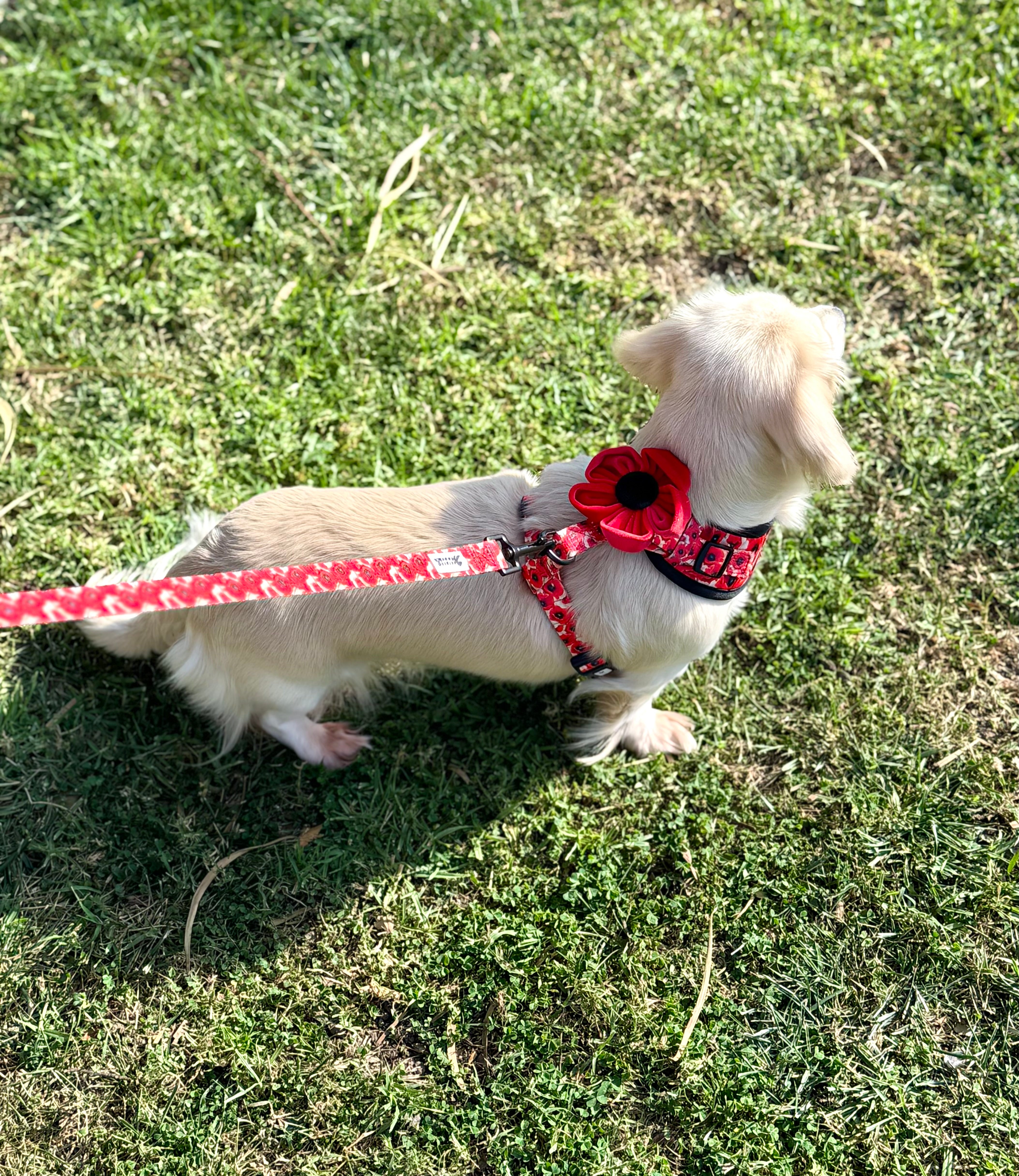 Field of Poppies Adjustable Harness