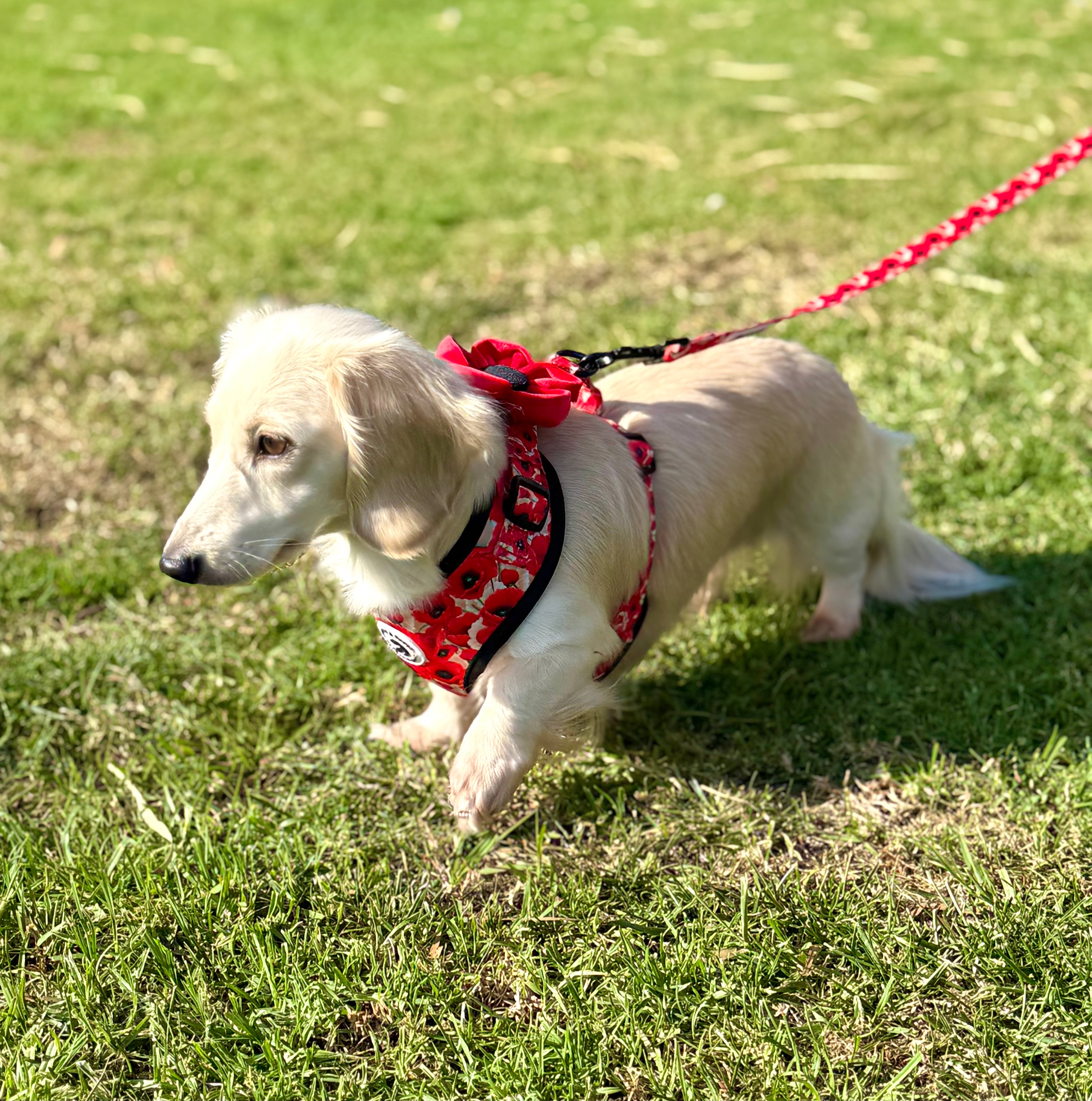 Field of Poppies Adjustable Harness