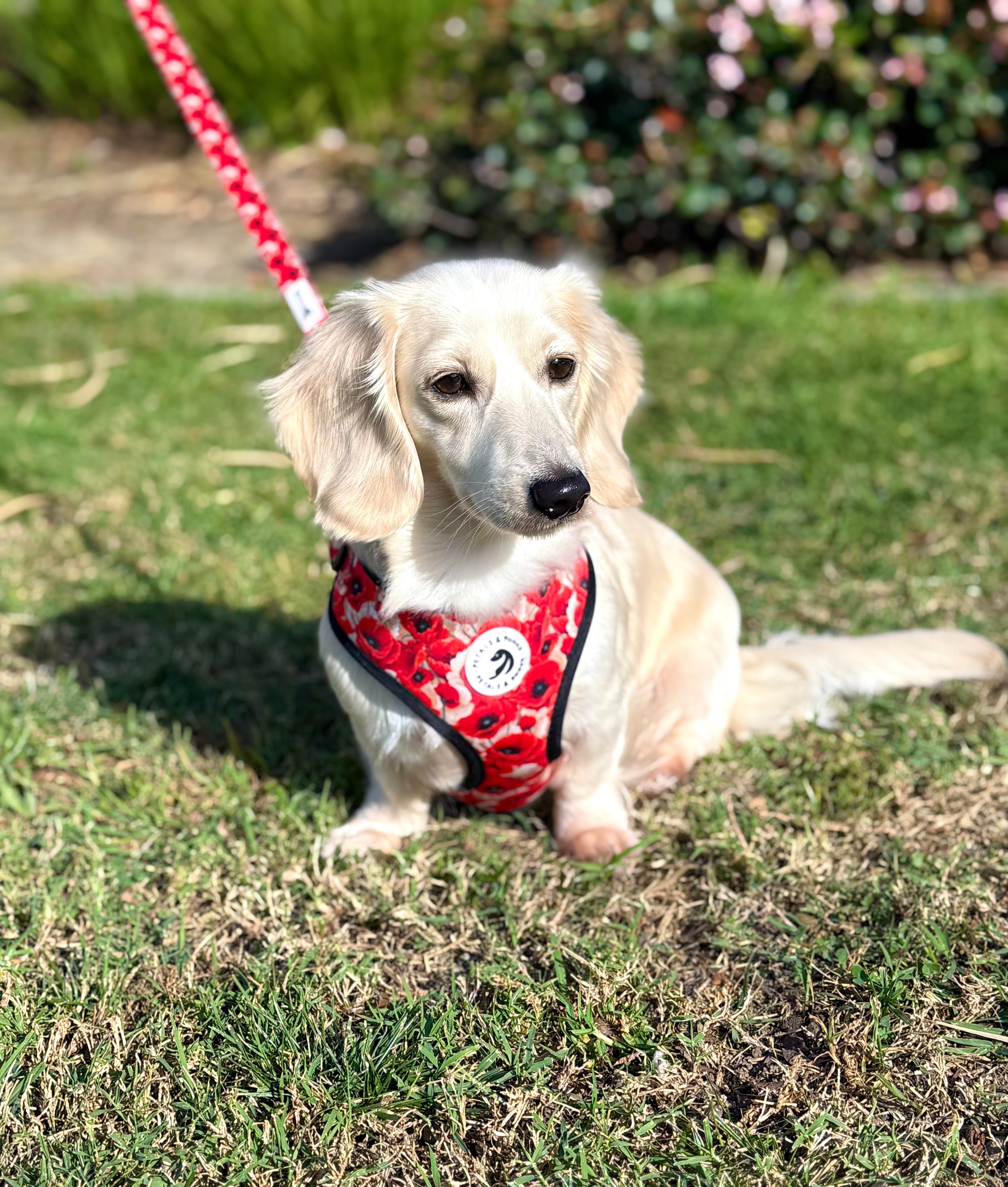 Field of Poppies Adjustable Harness