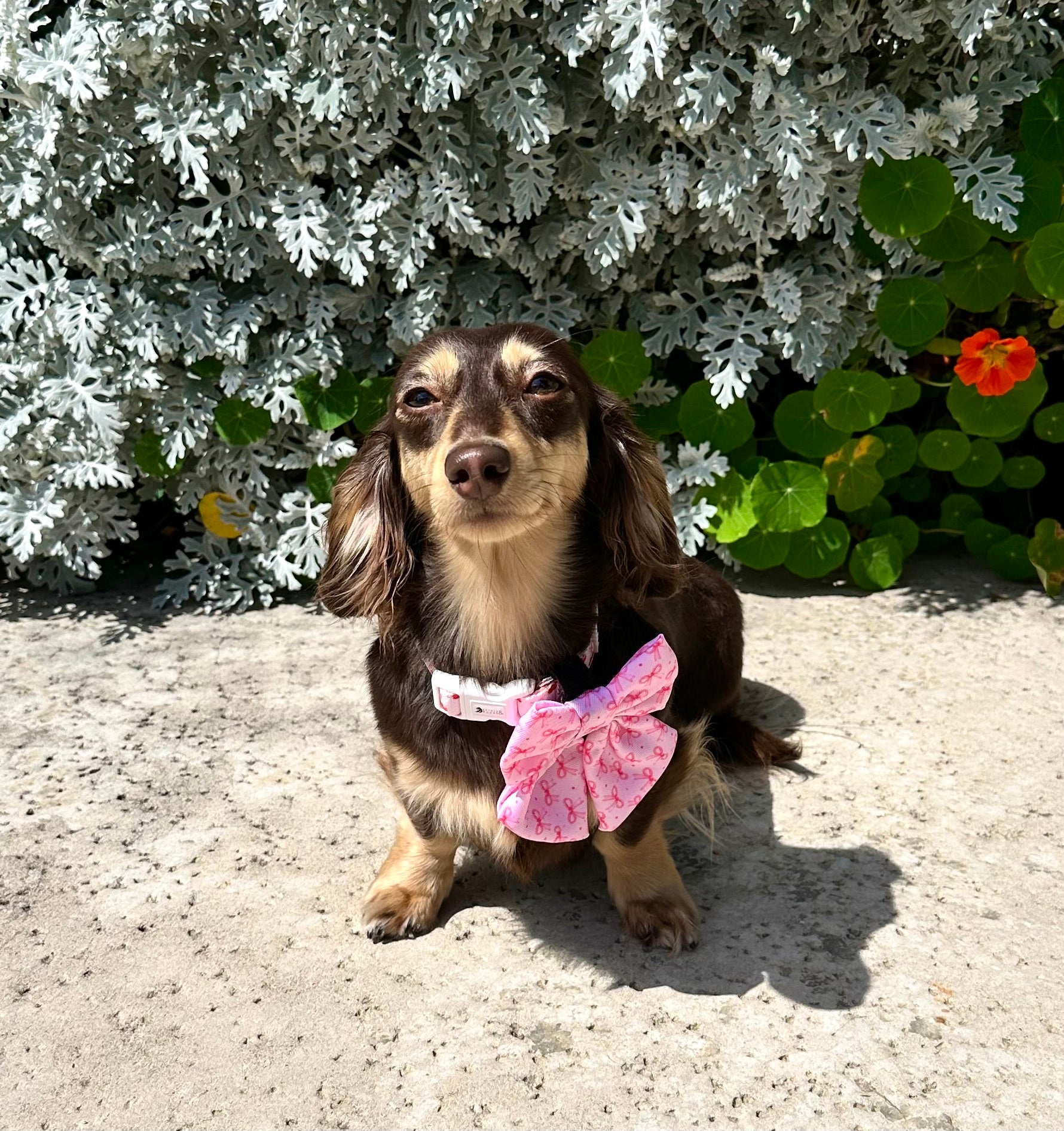 Coquette Cutie Sailor Bow