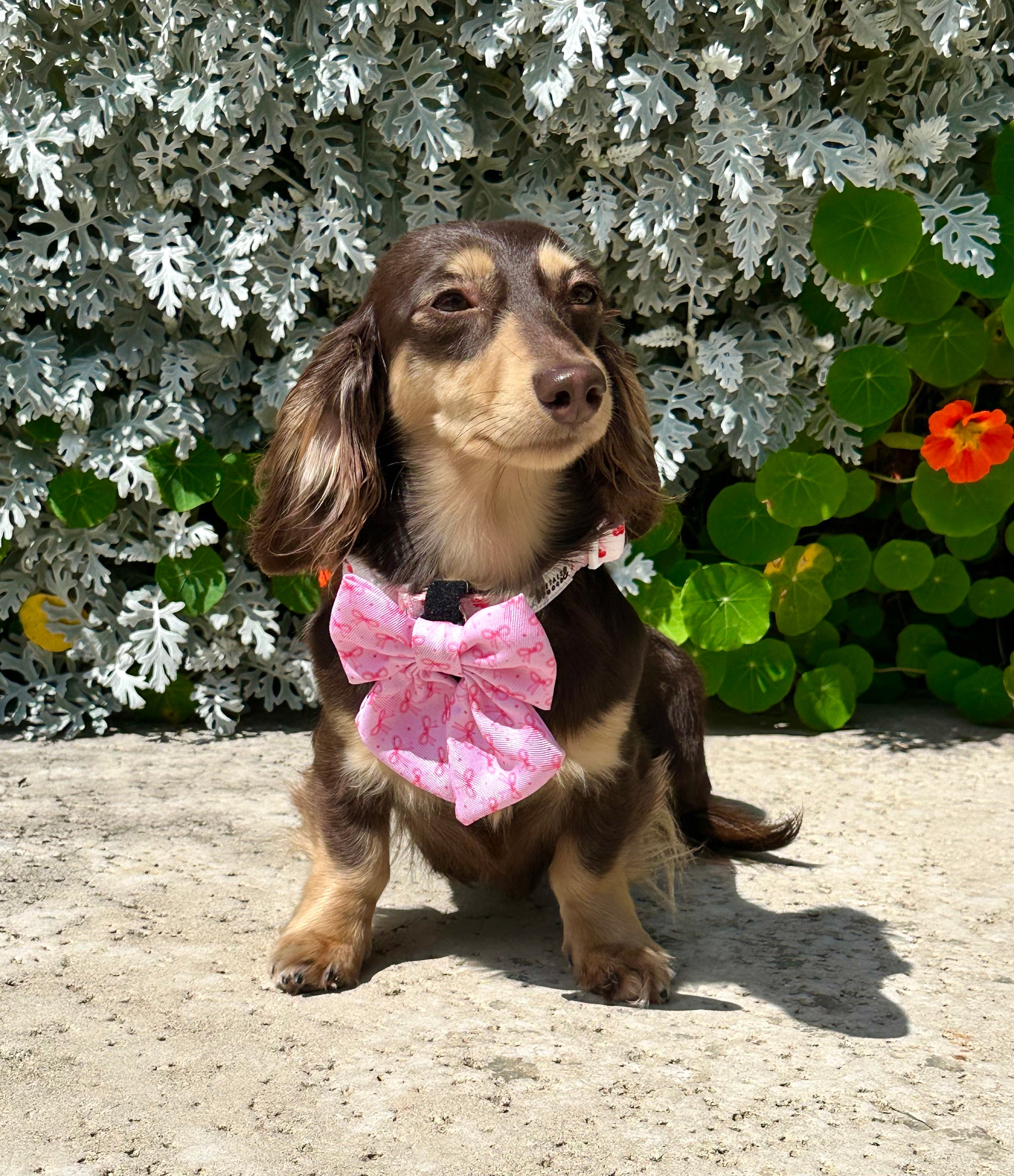Coquette Cutie Sailor Bow