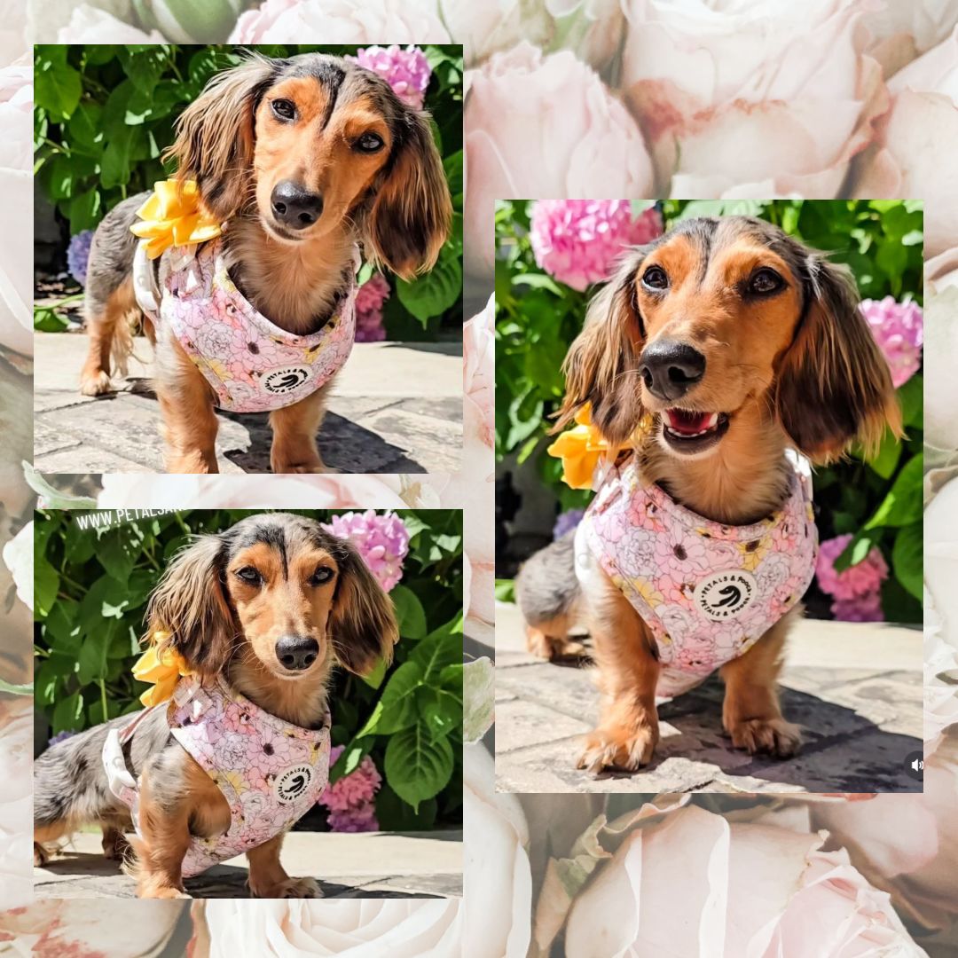 Blooming Adjustable Harness