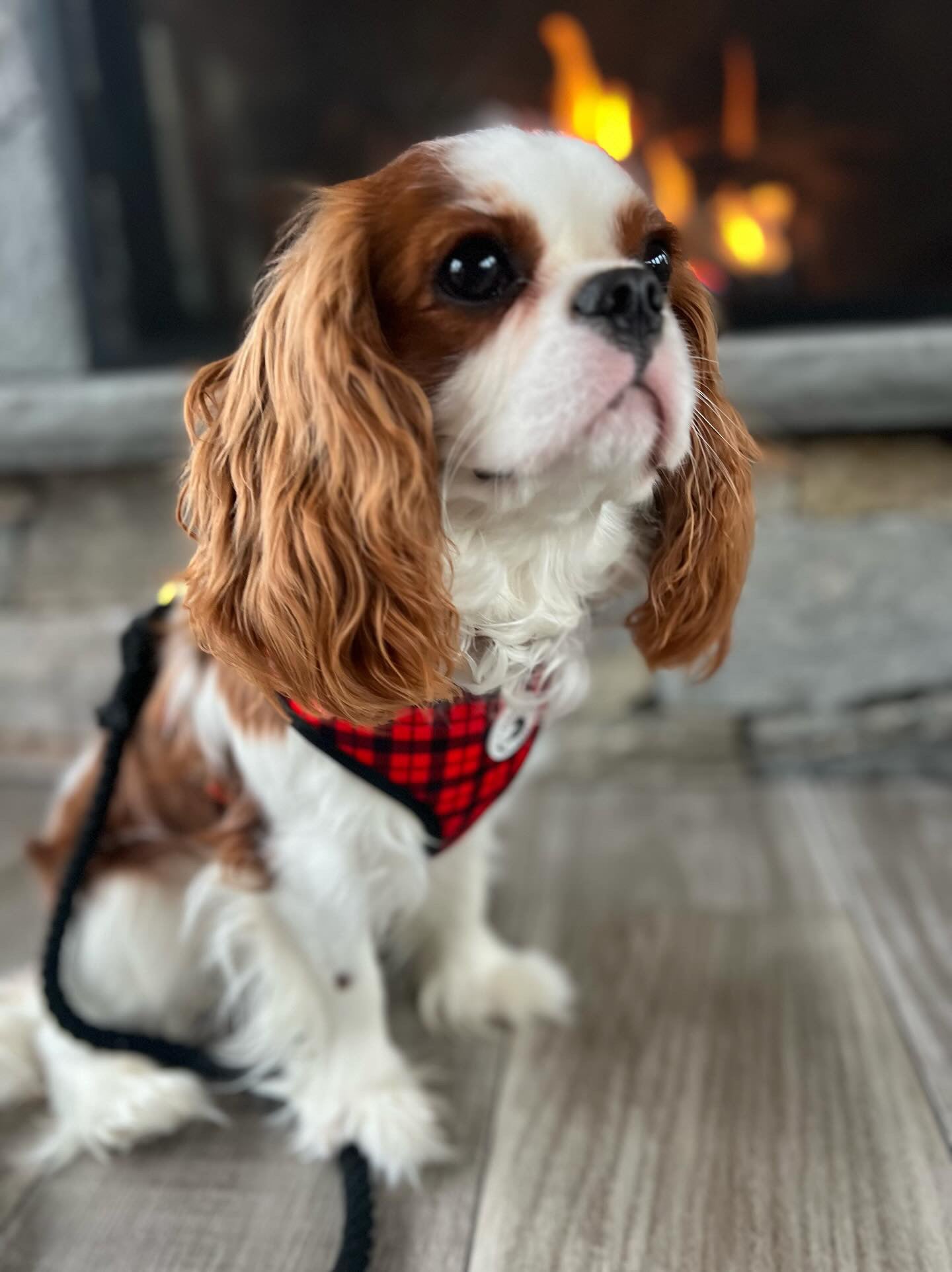 Cozy Clan Adjustable Harness