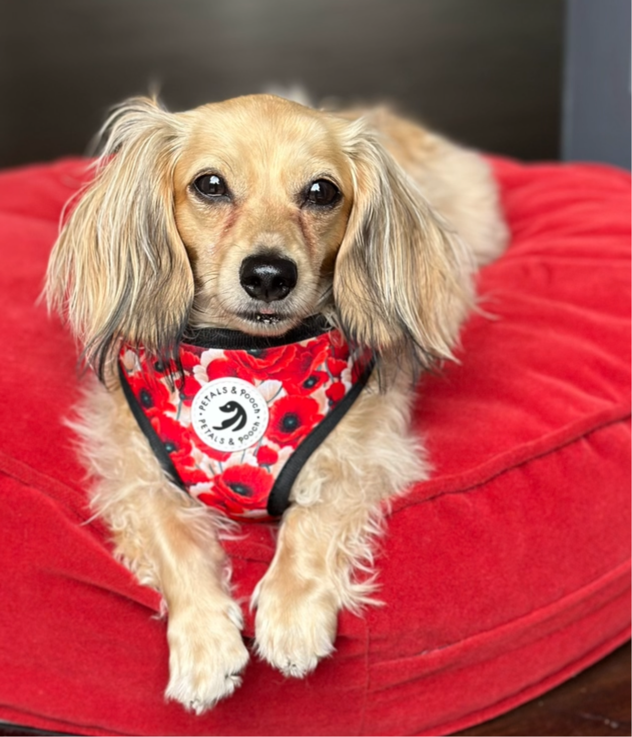 Field of Poppies Adjustable Harness
