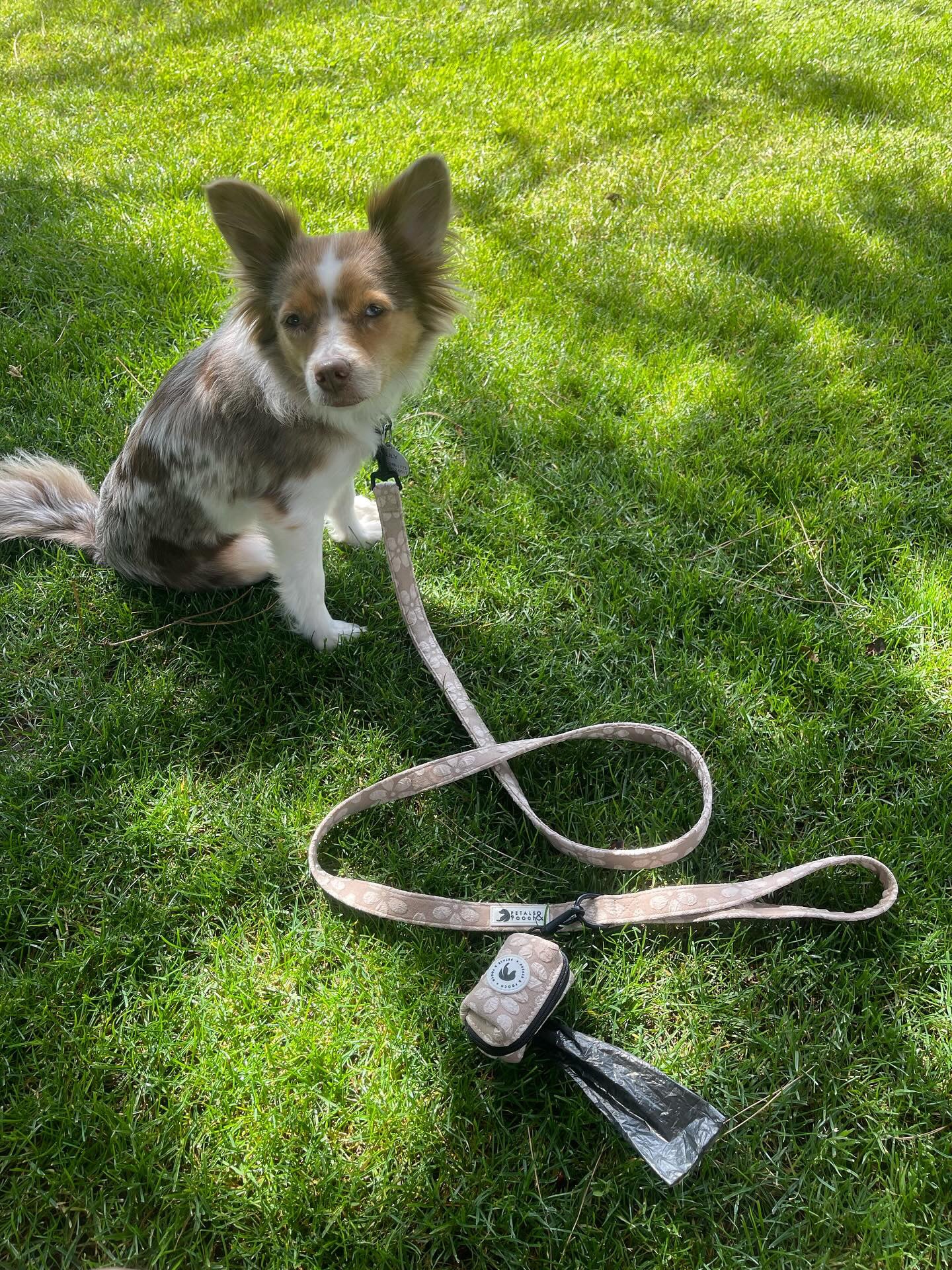 Café au Lait Bouquet Leash