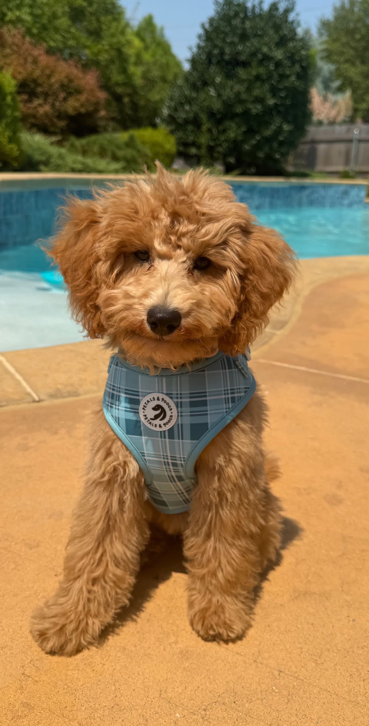 Coastal Plaid Adjustable Harness