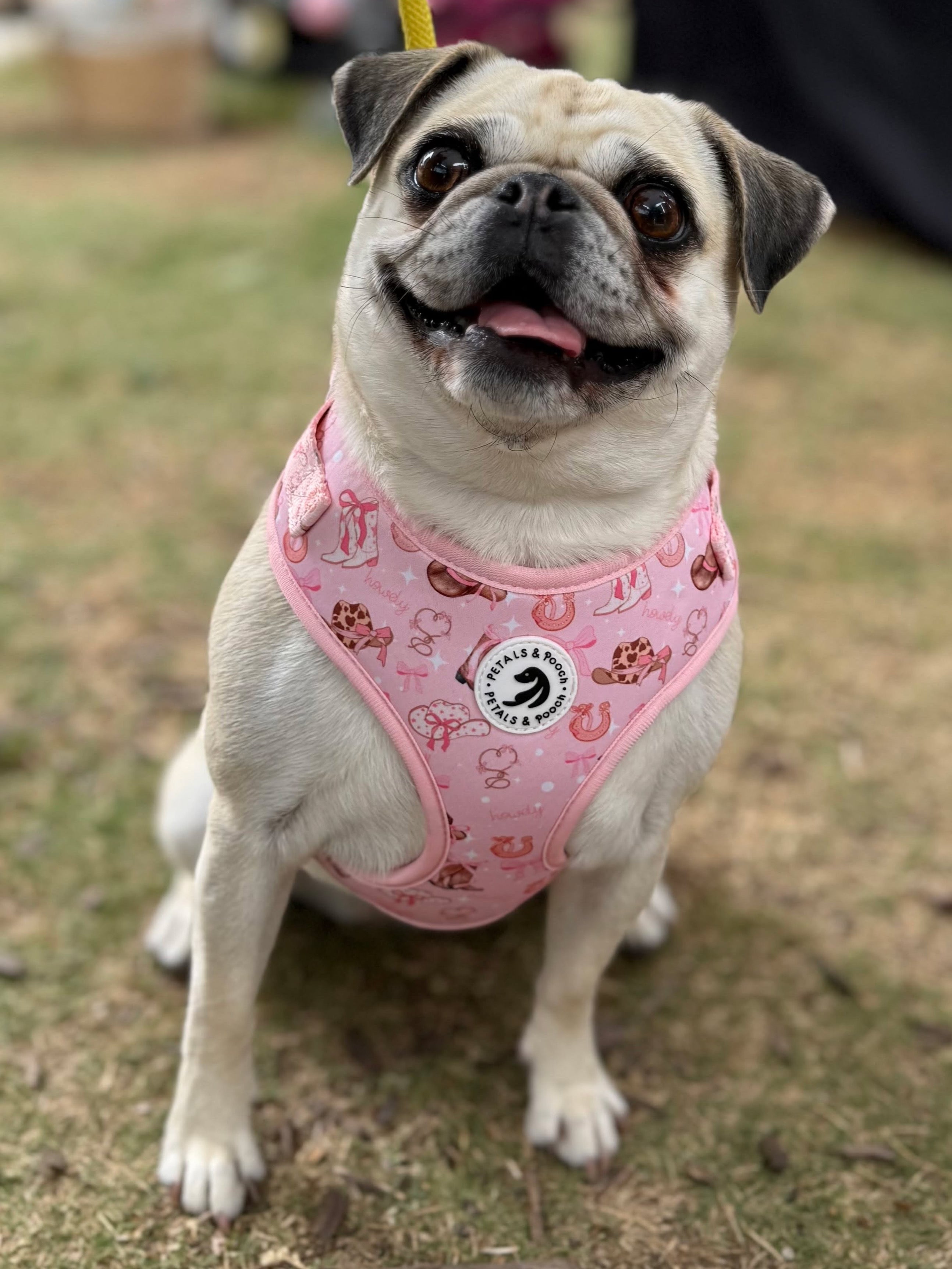 Giddy Pup Adjustable Harness