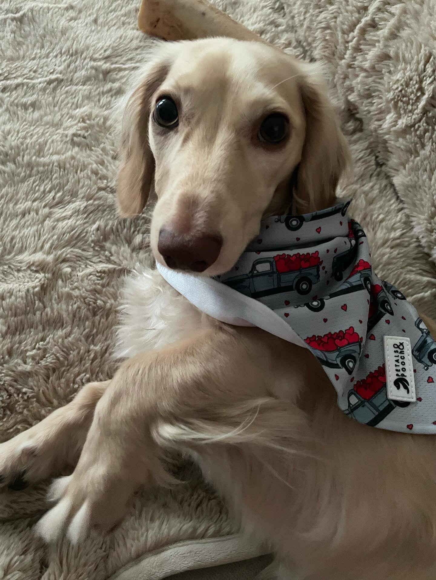 Truck Loads of Love Bandana