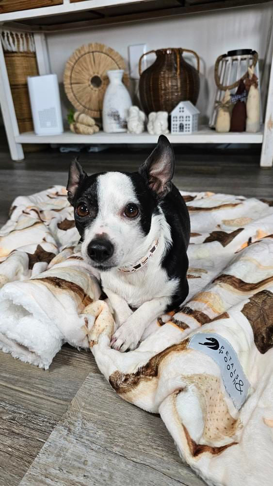 Kelly Loves S'mores Blanket