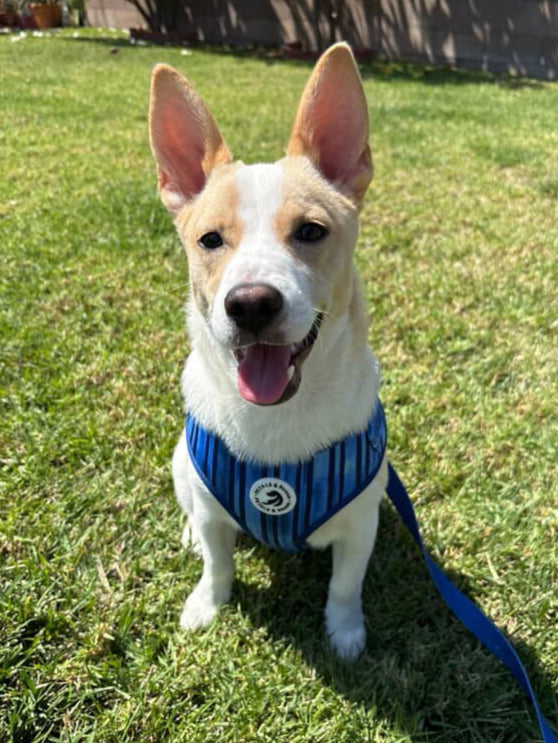 Lake Como Adjustable Harness