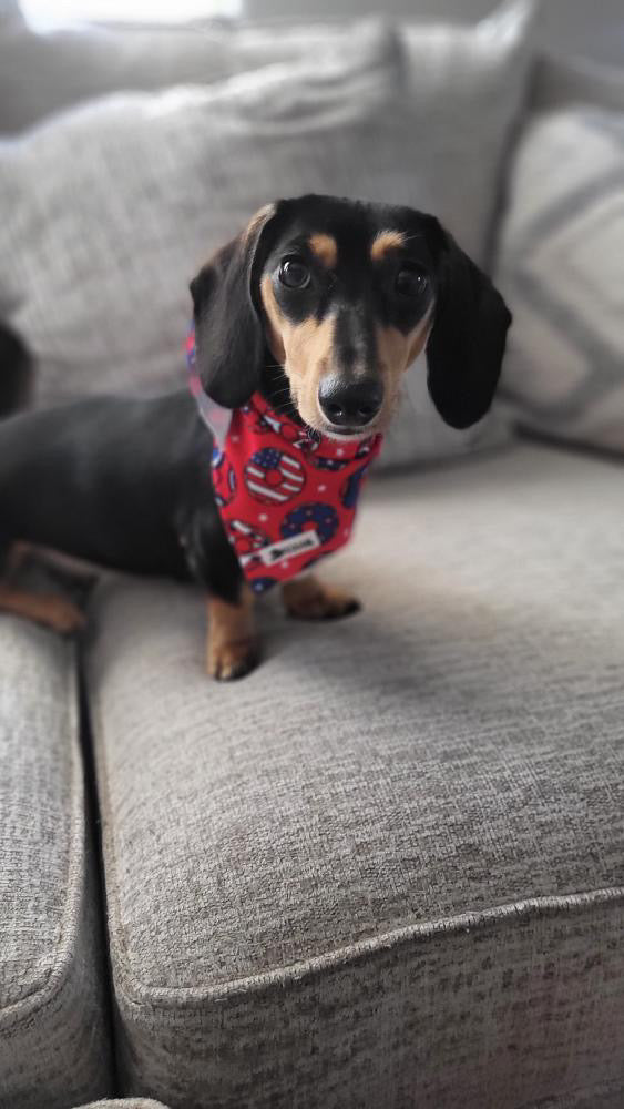 Star Spangled Donut Bandana