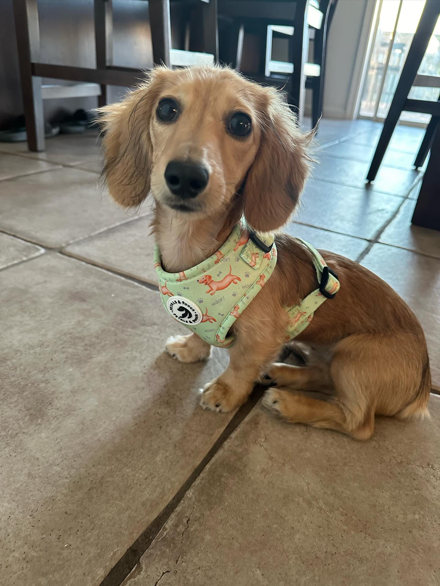 Doxie's On The Go Adjustable Harness