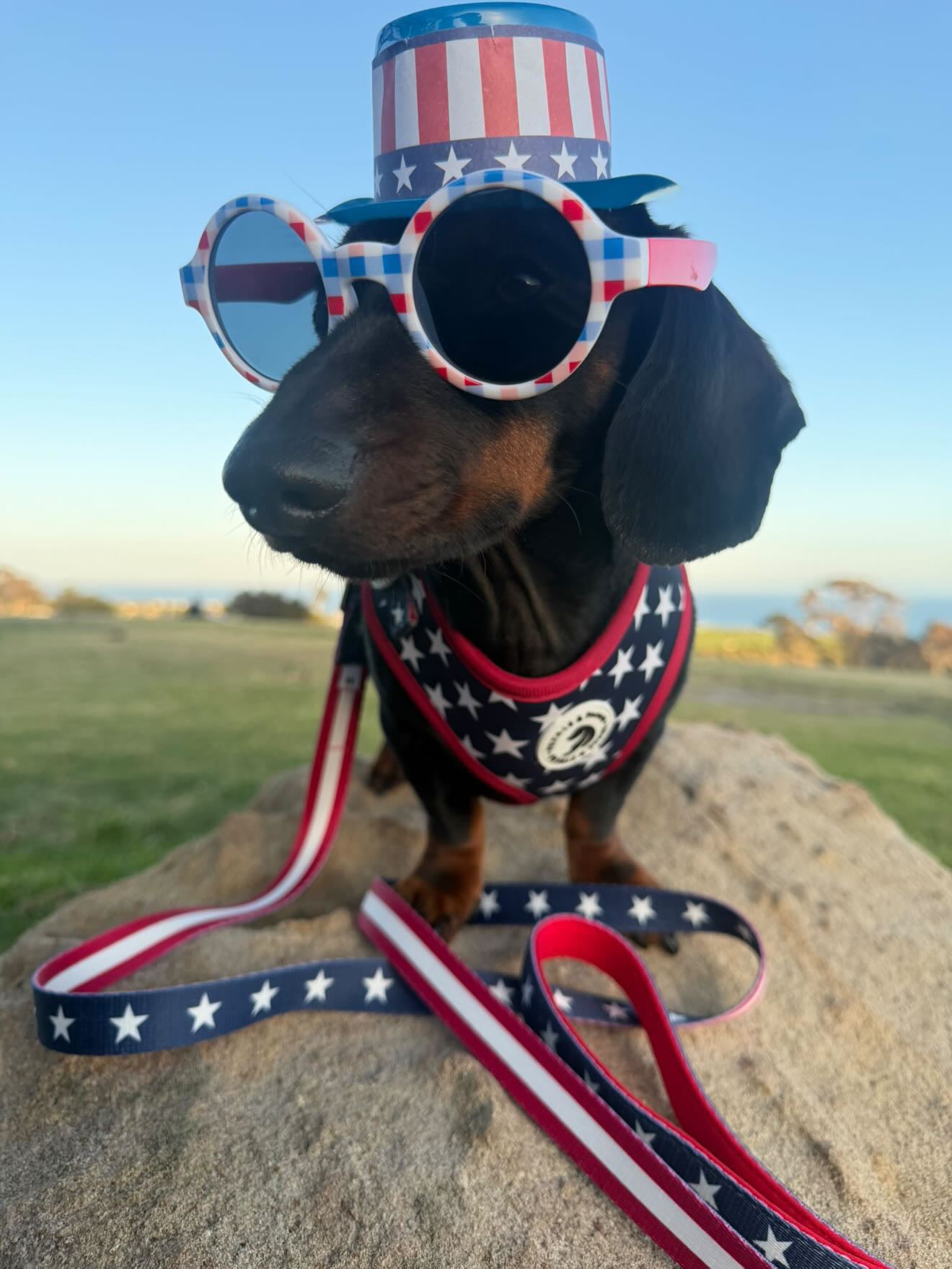 Paws & Stripes Adjustable Harness