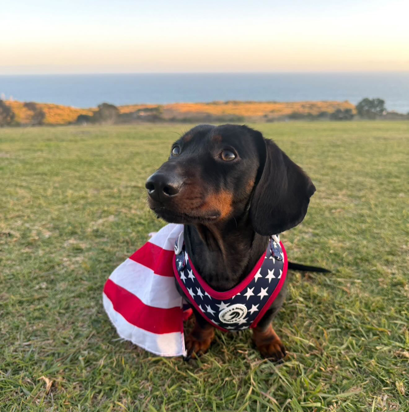 Paws & Stripes Adjustable Harness