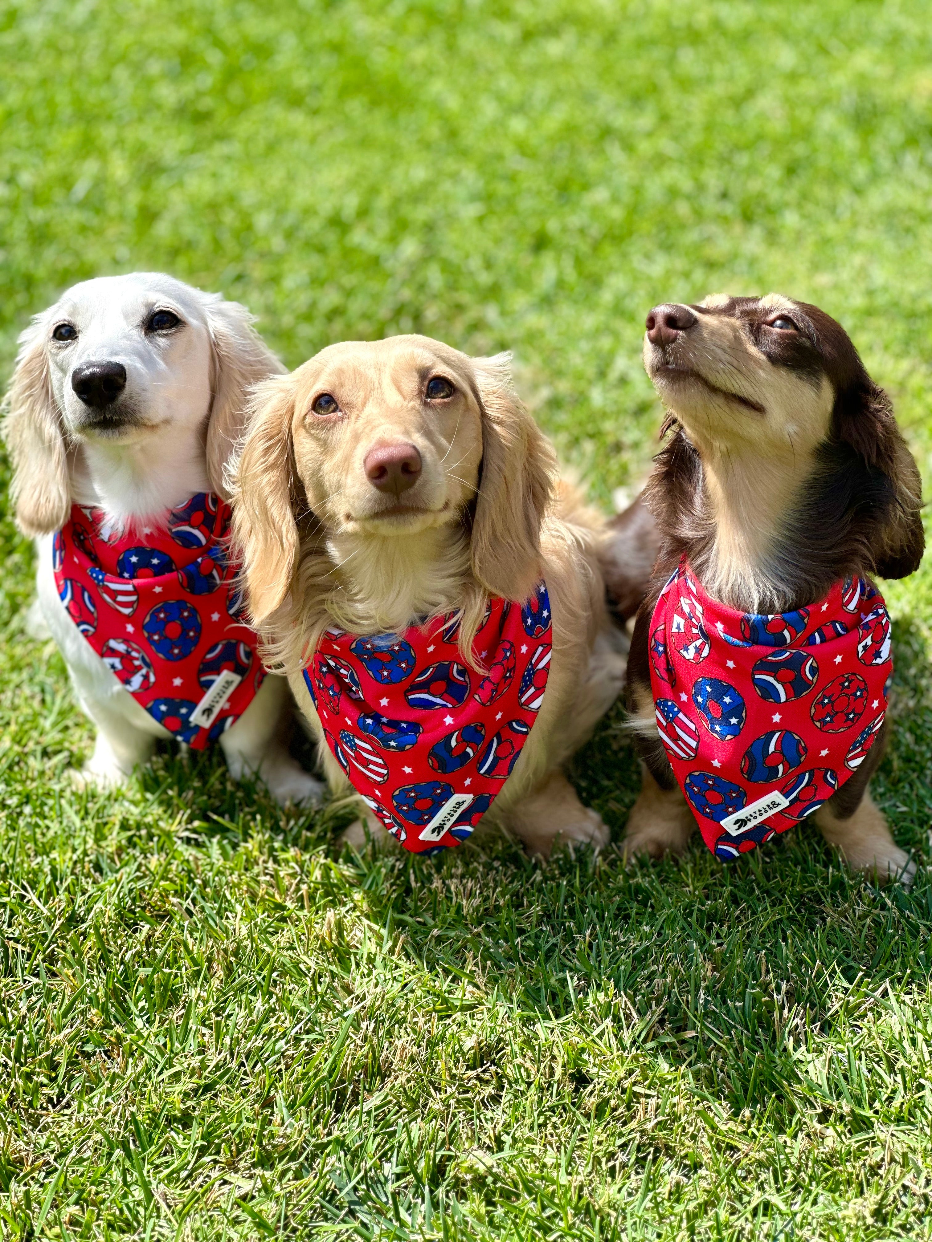 Star Spangled Donut Bandana