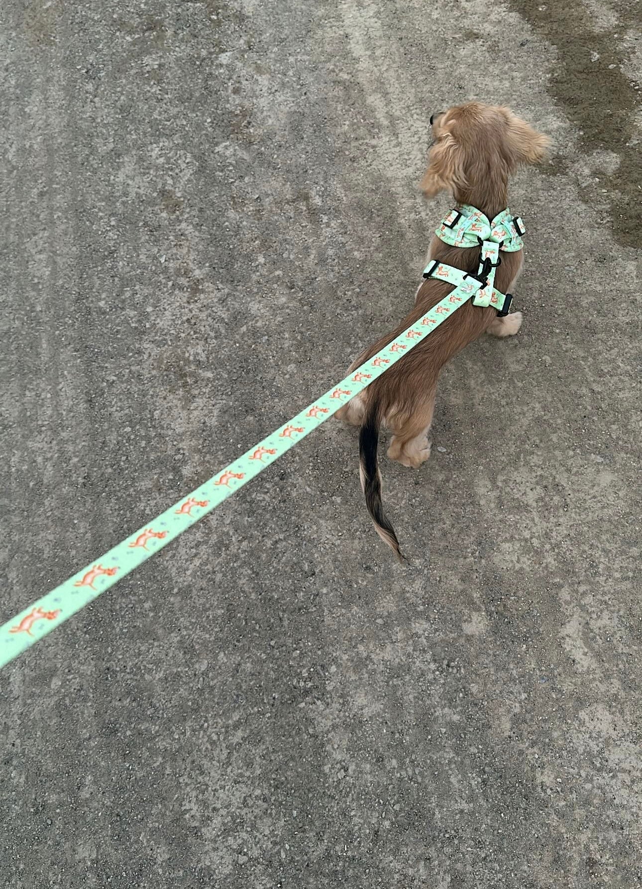 Doxie's On The Go Leash