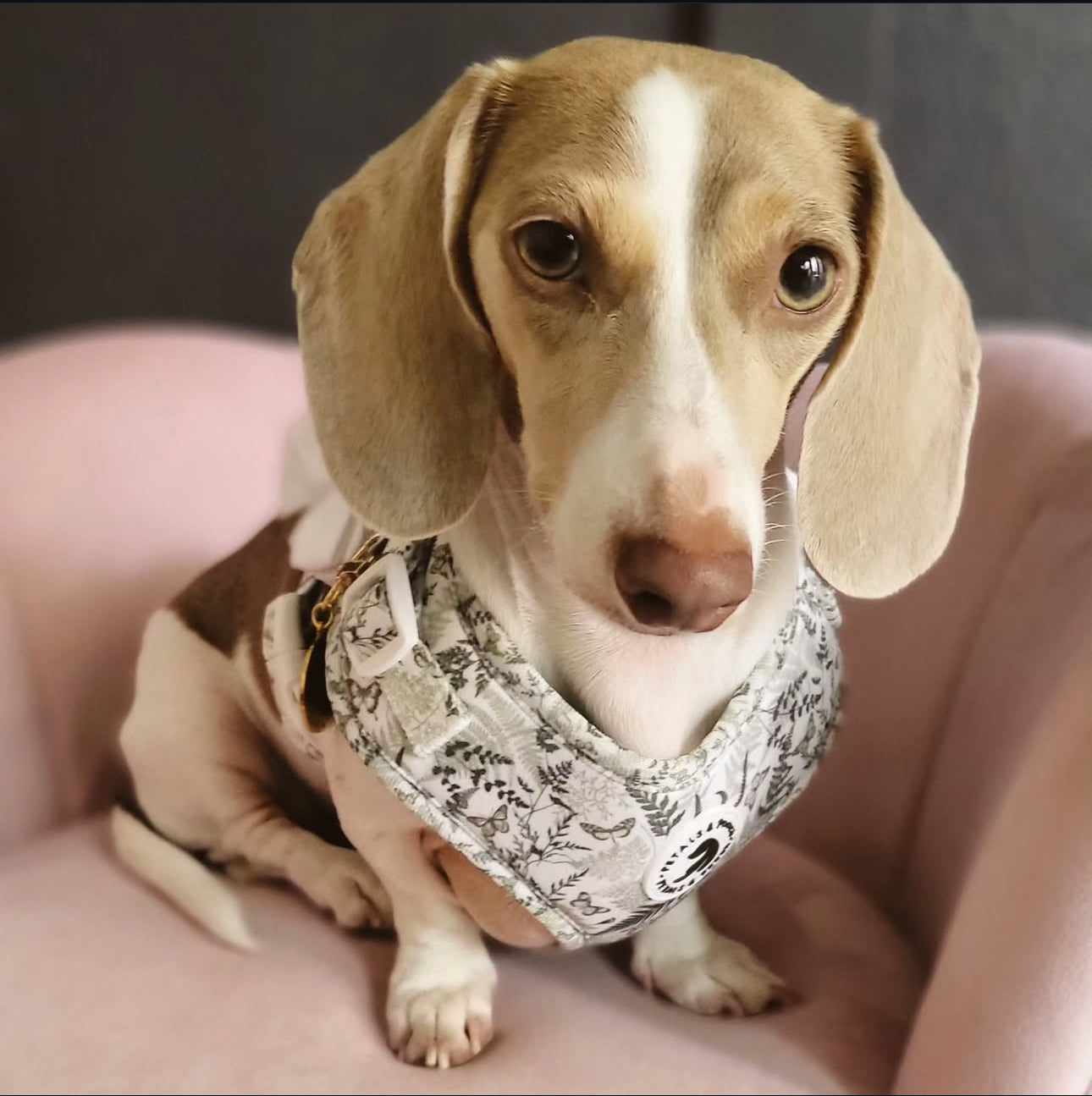Fern & Flutter Adjustable Harness