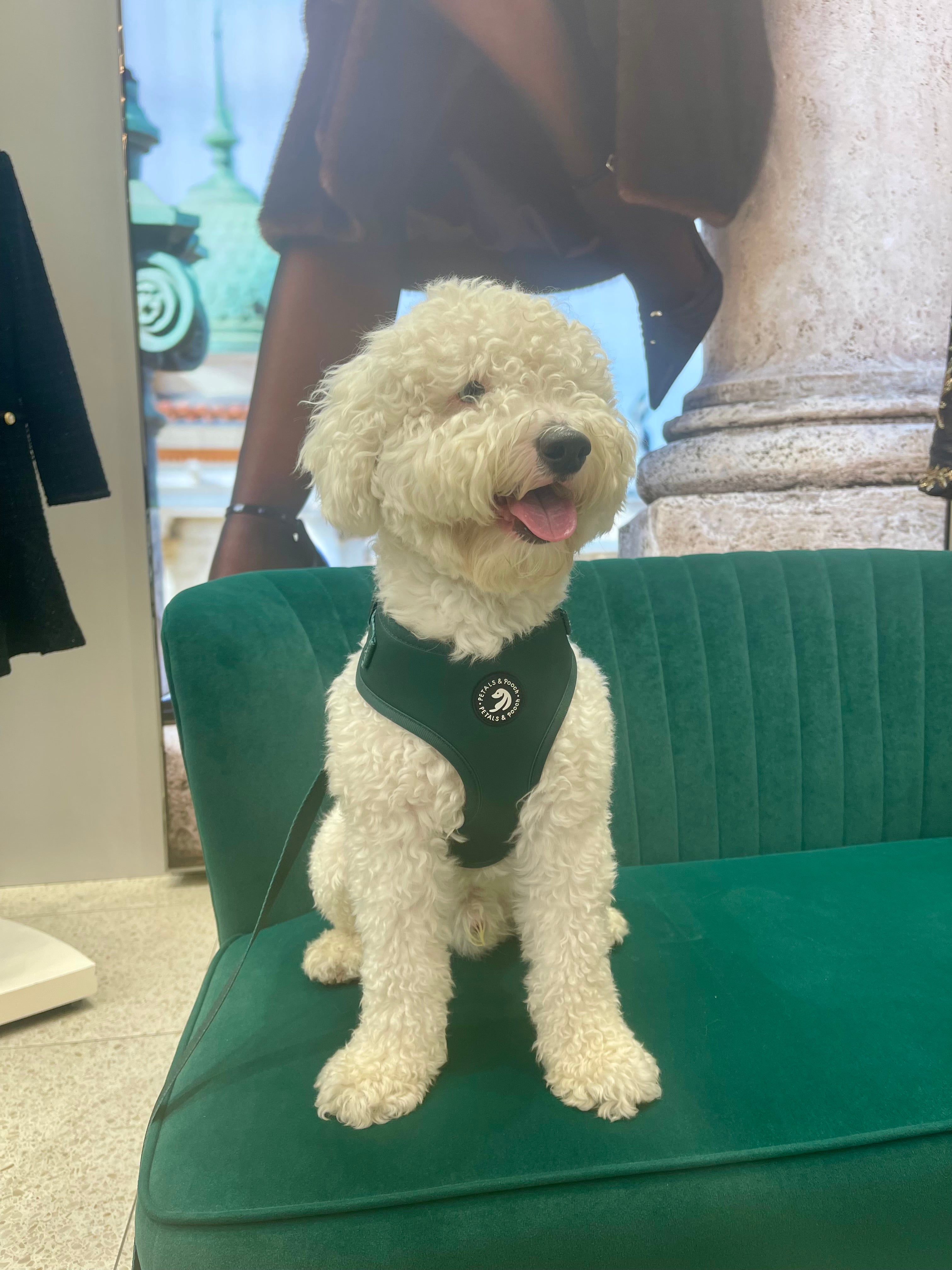 Evergreen Adjustable Harness