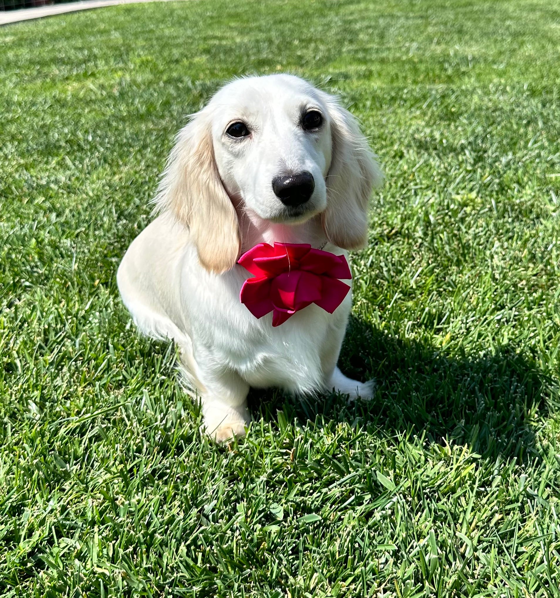 Flower Accessories