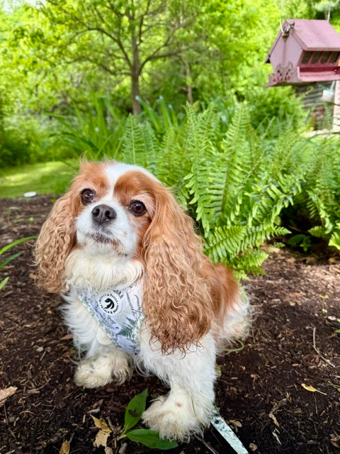 Fern & Flutter Adjustable Harness